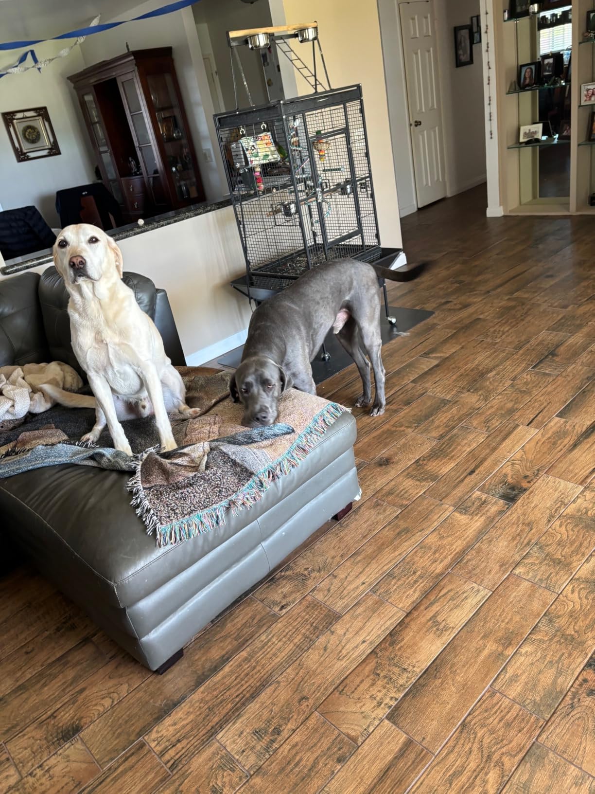 eufy Robot Vacuum 11S MAX, Super Thin, Powerful Suction, Quiet, Self-Charging Robotic Vacuum Cleaner, Cleans Hard Floors to Medium-Pile Carpets, Black - Customer Photo 3