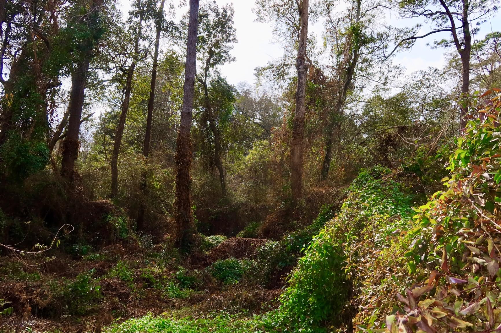 Canon PowerShot G7 X Mark III Digital Camera (Black) Customer Review Canon PowerShot G7 X Mark III Digital Camera (Black) - Customer Photo 2