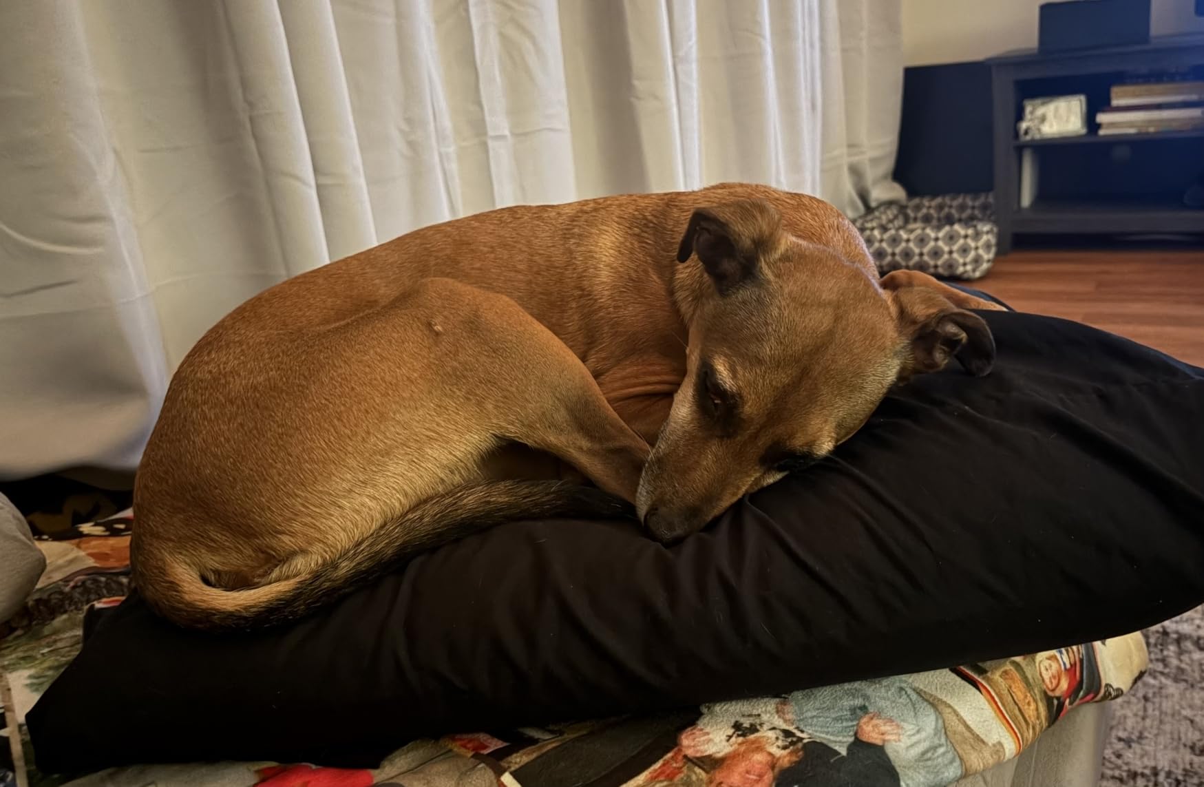 SUPA MODERN Cooling Shredded Memory Foam Bed Pillows for Sleeping for Side Back Stomach Sleepers, Adjustable Cool Luxury Firm Gel Pillows for Neck Pain Relief, Queen, Set of 2 - Customer Photo 1