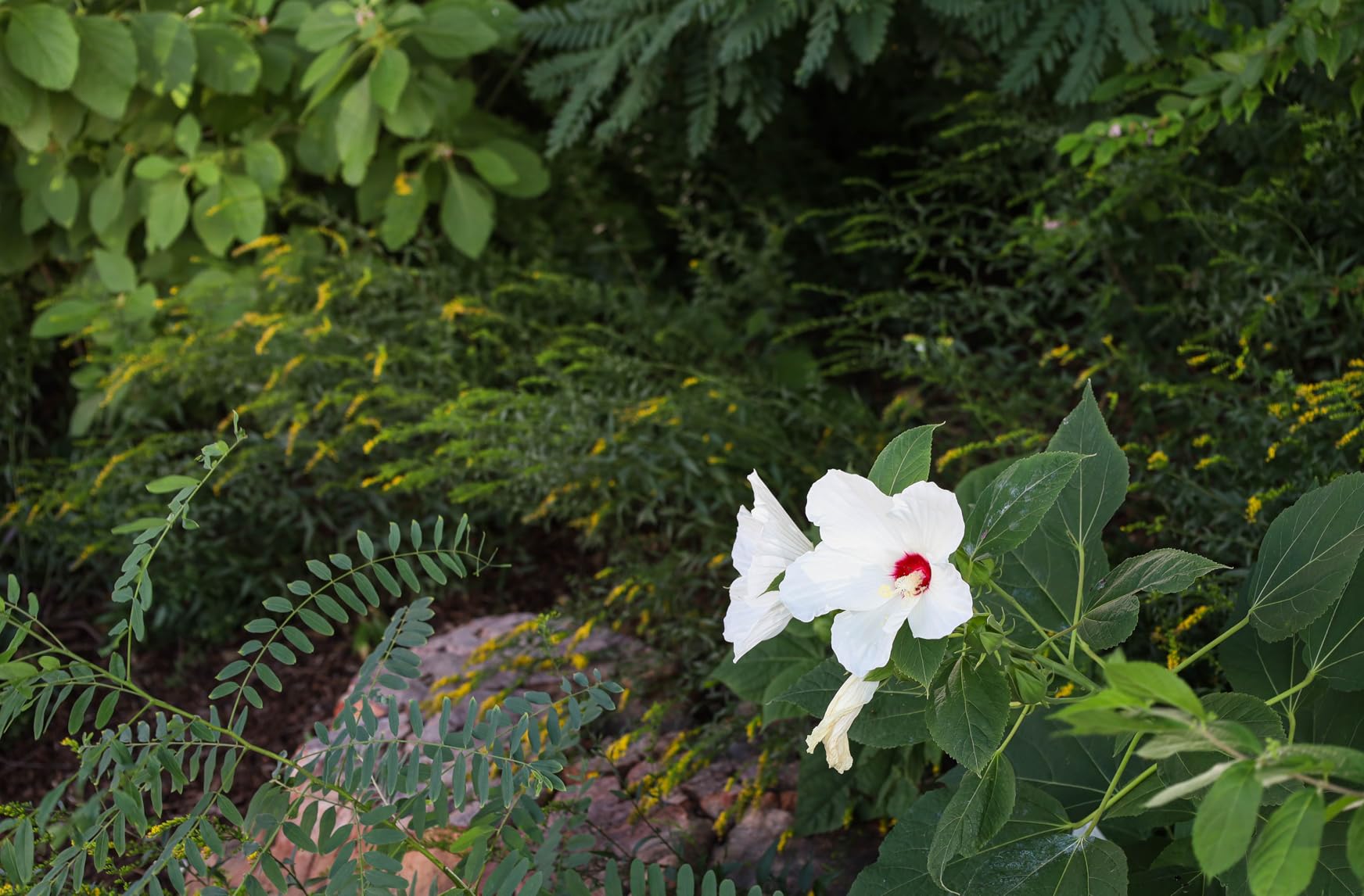 Canon EOS RP Full-Frame Mirrorless Interchangeable Lens Camera + RF24-105mm Lens F4-7.1 is STM Lens Kit- Compact and Lightweight for Traveling and Vlogging, Black (3380C132) Customer Review Canon EOS RP Full-Frame Mirrorless Interchangeable Lens Camera + RF24-105mm Lens F4-7.1 is STM Lens Kit- Compact and Lightweight for Traveling and Vlogging, Black (3380C132) - Customer Photo 1