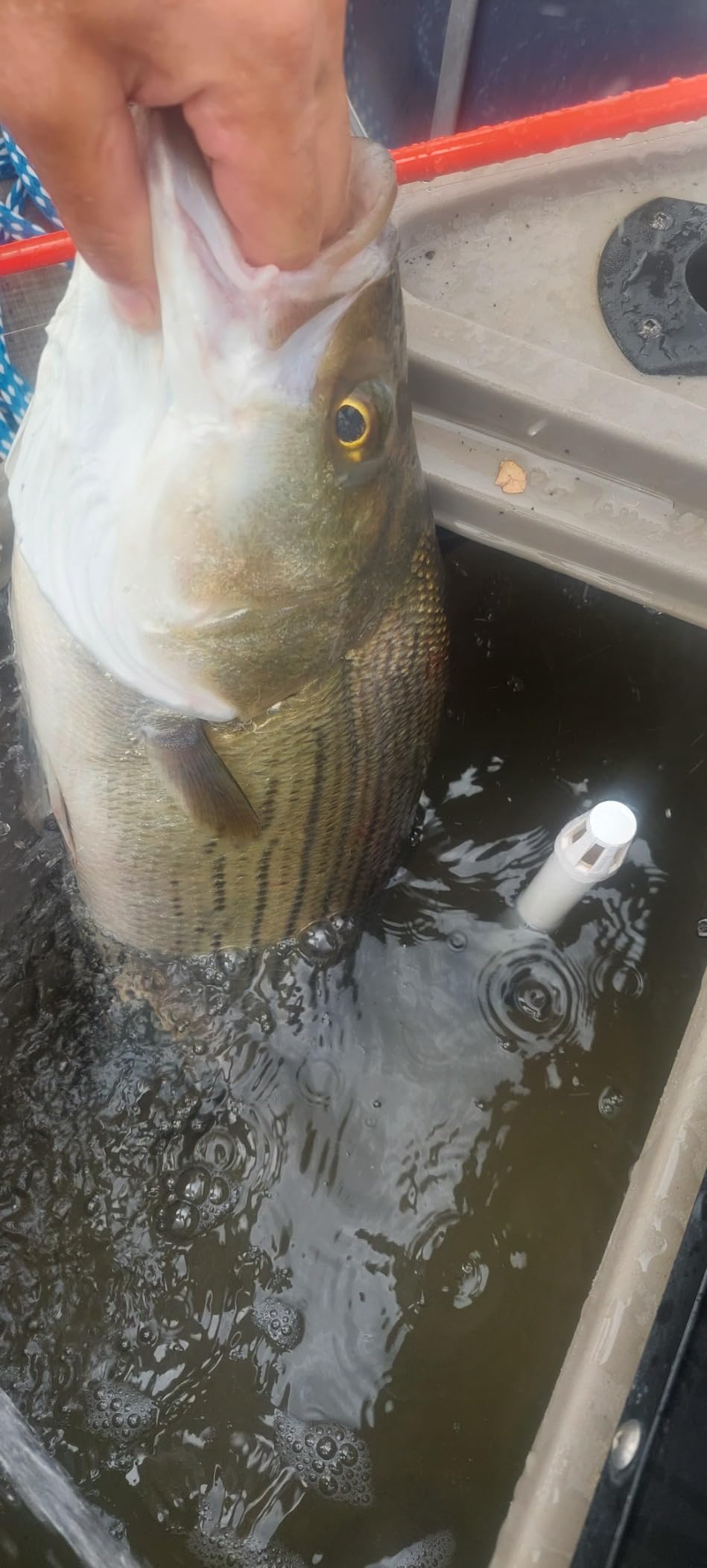 KastKing Valiant Eagle Gold Spinning Reel - 6.2:1 High-Speed Gear Ratio, Freshwater and Saltwater Fishing Reel, Faster Line Retrieve, Braid Ready Spool, 7+1 Shielded Stainless Steel Ball Bearings - Customer Photo 2