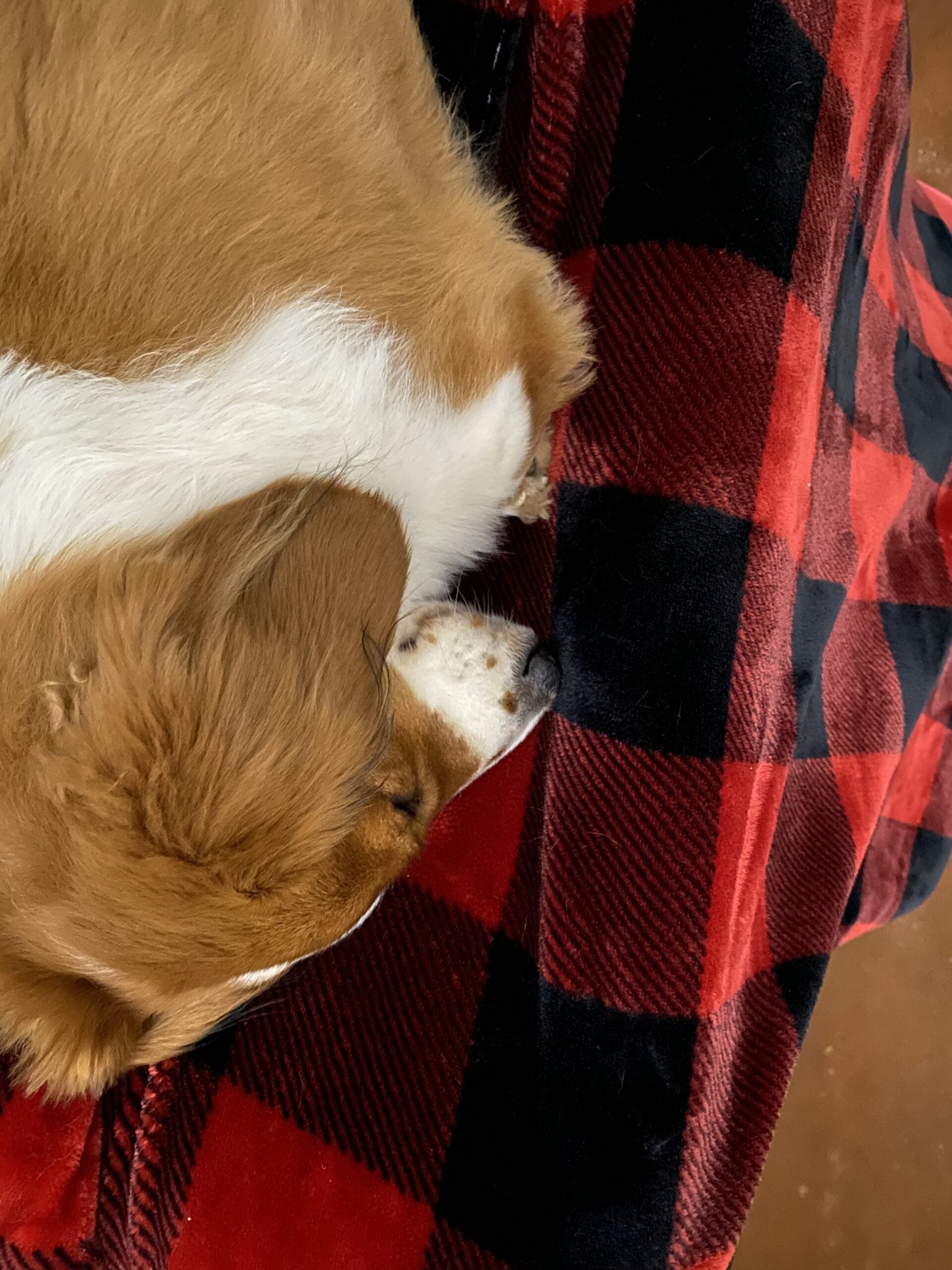 Touchat Sherpa Red and Black Buffalo Plaid Christmas Twin Blanket 60