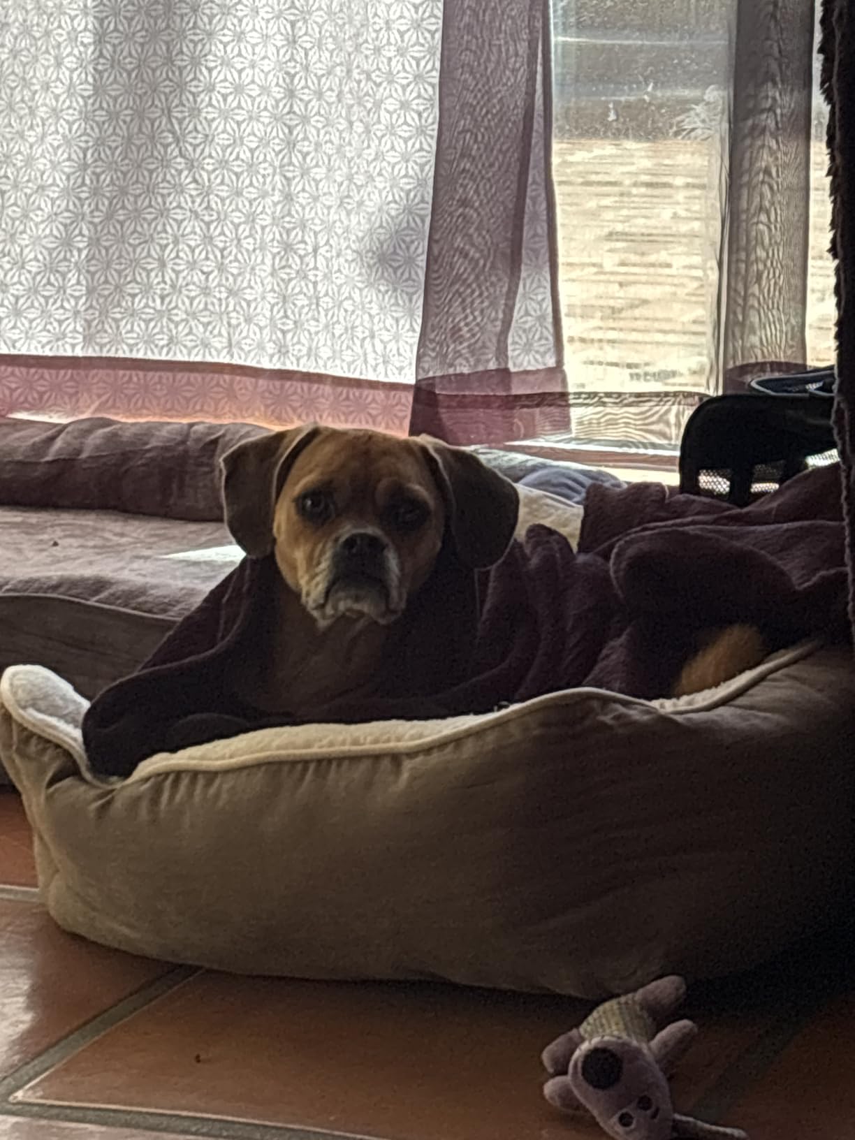 BEDELITE Fleece Blanket Black Throw Blankets for Couch & Bed, Luxury Plush Cozy Fuzzy Blanket 50x60 inches, Super Soft Warm Lightweight Throw Blanket for Travel Camping - Customer Photo 2