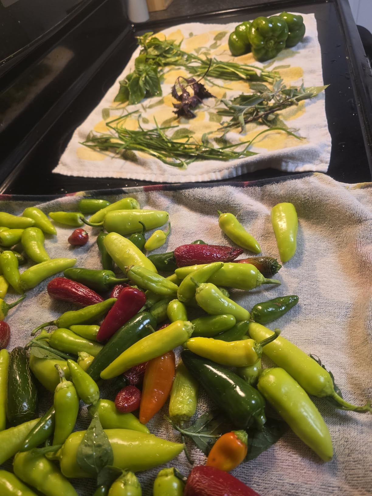 Magic Mill Food Dehydrator Machine | 5 Stackable Stainless Steel Trays Jerky Dryer with Digital Adjustable Timer & Temperature Control - Electric Food Preserver for Fruits, Veggies, Meats & Dog Treats - Customer Photo 2