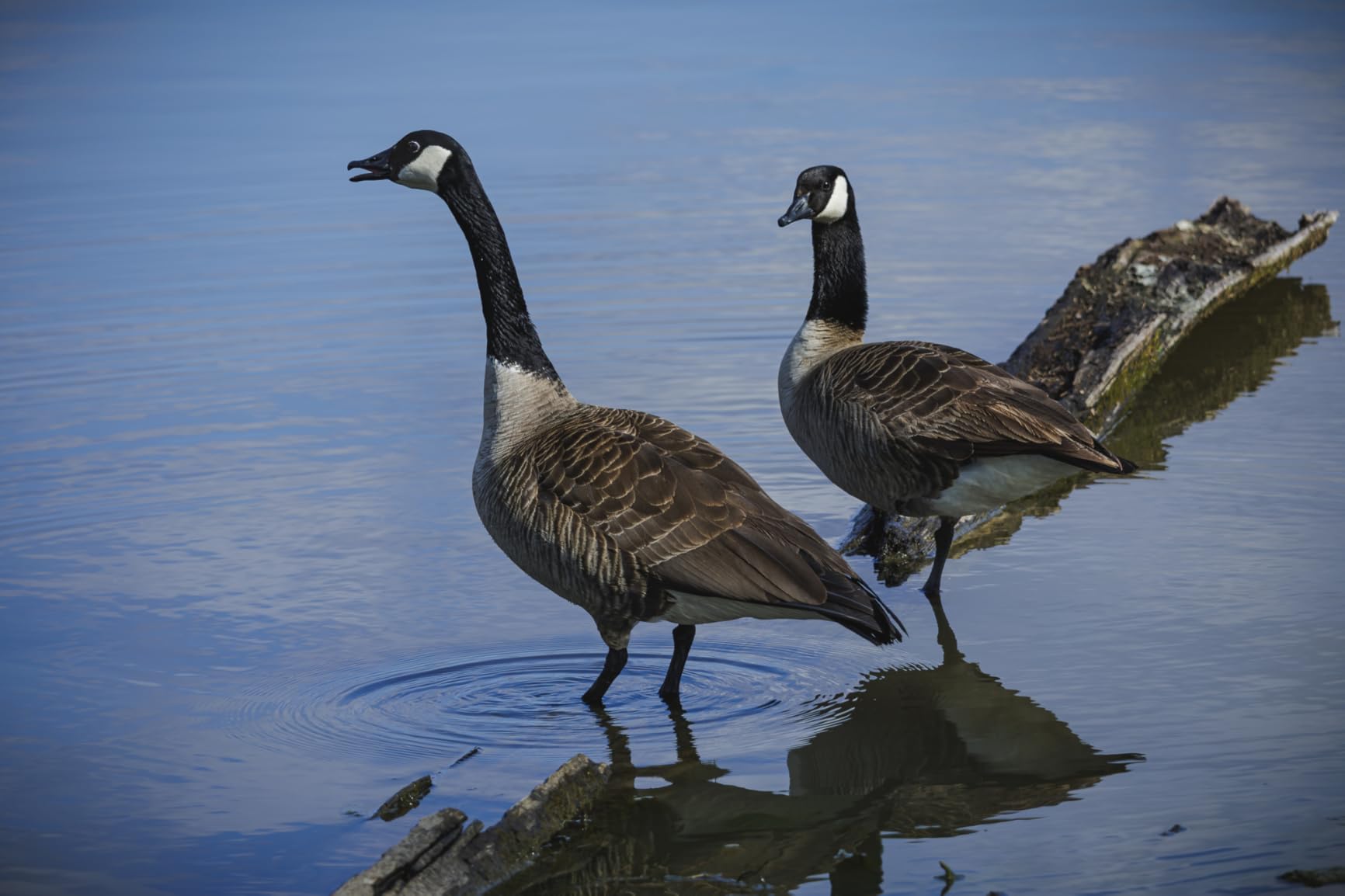 Canon RF100-400mm F5.6-8 is USM Black Customer Review Canon RF100-400mm F5.6-8 is USM Black - Customer Photo 1