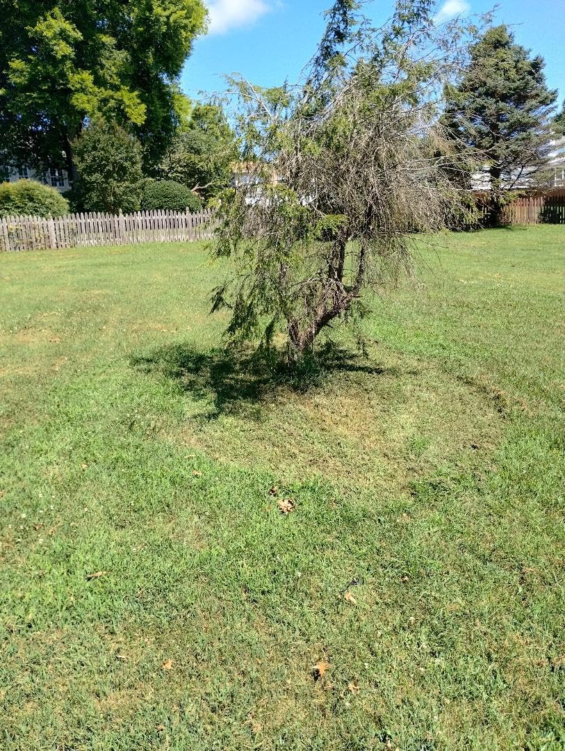 40-Volt HP Brushless 14 in. Cordless Battery Chainsaw (Tool Only) - Customer Photo 1