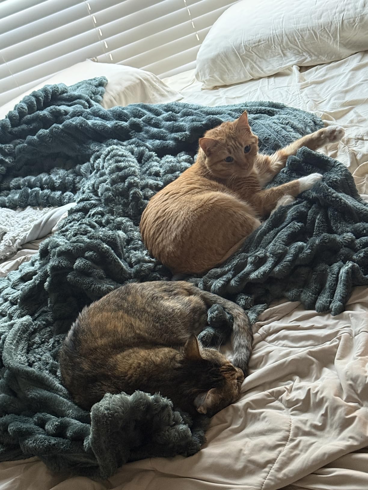 Bedsure GentleSoft White Throw Blanket for Couch - Cozy Blanket for Women, Cute Fleece Throw for Girls, Christmas Birthday Gifts for Women Men Teen, Room Home Boho Fall Decor, Off White, 50x60 Inches - Customer Photo 5