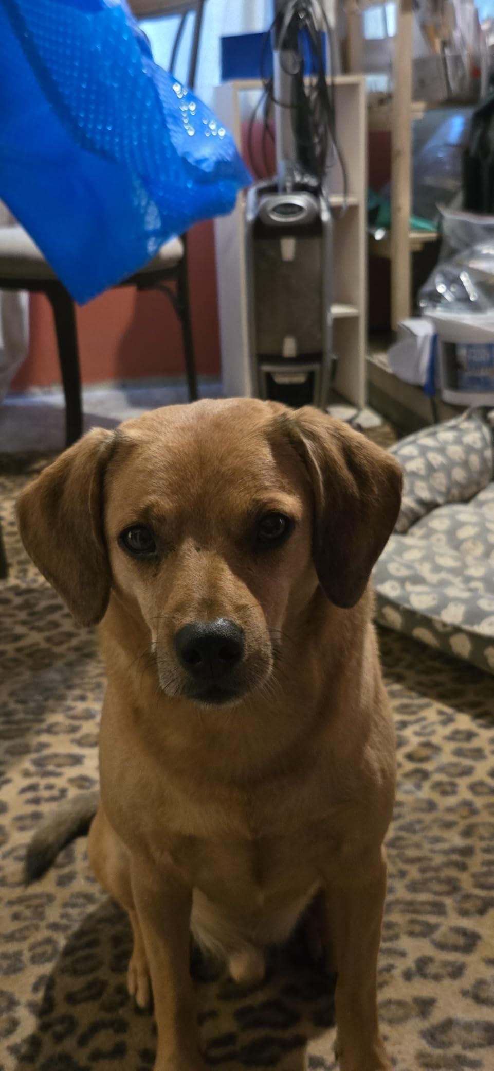 Shark ZU102 Rotator Pet Upright Vacuum with PowerFins HairPro & Odor Neutralizer Technology, Charcoal, 2.9 L Dust Cup - Customer Photo 4