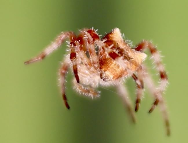 Canon EOS R8 Mirrorless Camera with RF 24-50mm f/4.5-6.3 is STM Lens Customer Review Canon EOS R8 Mirrorless Camera with RF 24-50mm f/4.5-6.3 is STM Lens - Customer Photo 2