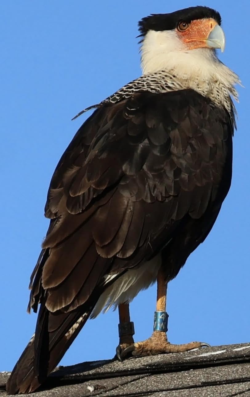 Canon EOS R50 Mirrorless Camera RF-S18-45mm F4.5-6.3 is STM Lens Kit, 24.2 Megapixel CMOS (APS-C) Sensor, 4K Video, Hybrid Camera, Photo and Video, Vlogging, Content Creator, RF Mount, Black Customer Review Canon EOS R50 Mirrorless Camera RF-S18-45mm F4.5-6.3 is STM Lens Kit, 24.2 Megapixel CMOS (APS-C) Sensor, 4K Video, Hybrid Camera, Photo and Video, Vlogging, Content Creator, RF Mount, Black - Customer Photo 1