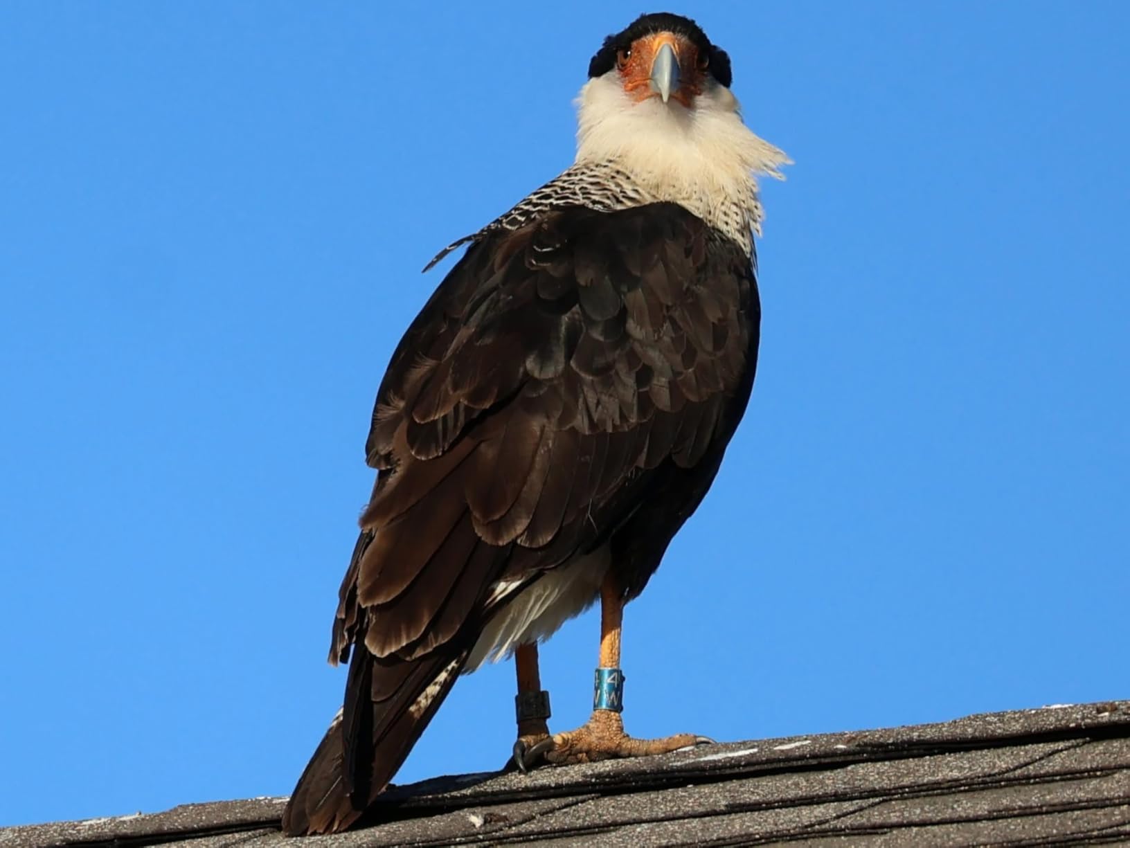 Canon EOS R50 Mirrorless Camera RF-S18-45mm F4.5-6.3 is STM Lens Kit, 24.2 Megapixel CMOS (APS-C) Sensor, 4K Video, Hybrid Camera, Photo and Video, Vlogging, Content Creator, RF Mount, Black Customer Review Canon EOS R50 Mirrorless Camera RF-S18-45mm F4.5-6.3 is STM Lens Kit, 24.2 Megapixel CMOS (APS-C) Sensor, 4K Video, Hybrid Camera, Photo and Video, Vlogging, Content Creator, RF Mount, Black - Customer Photo 2