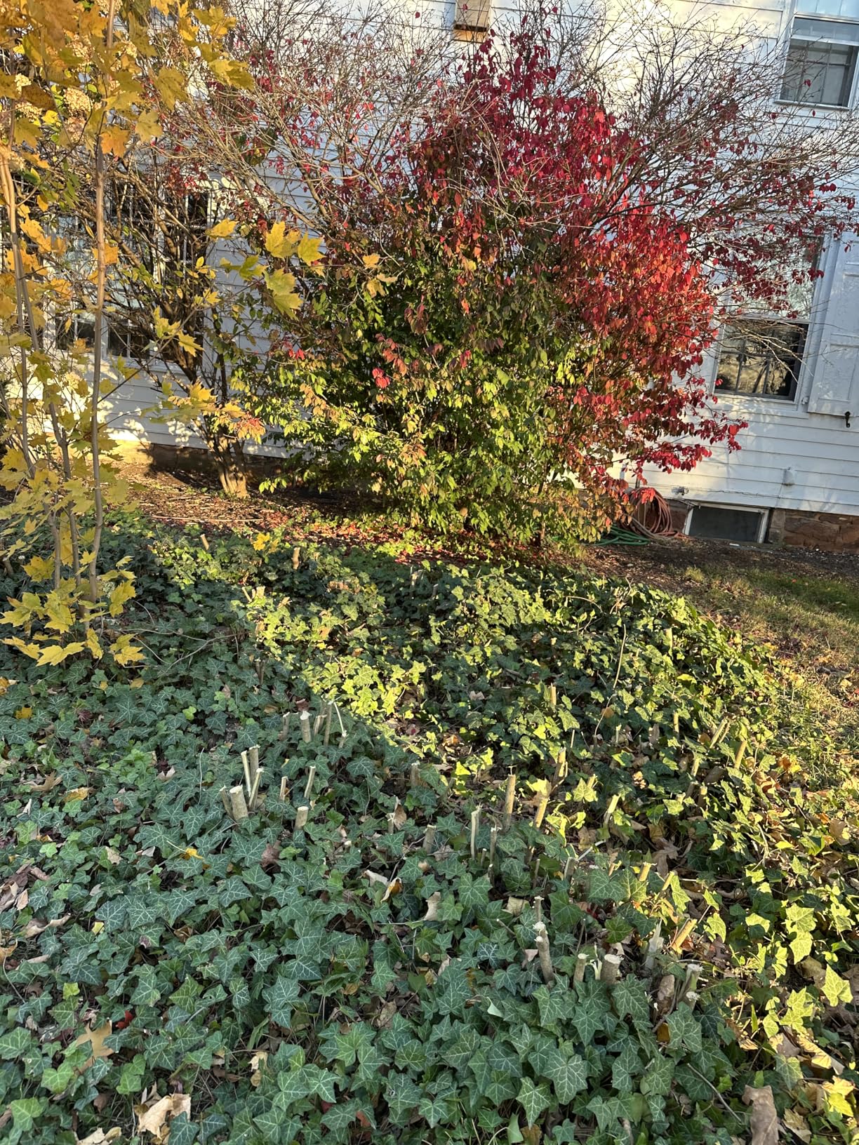 Tietoc Chainsaw 6 Inch Mini Electric Chainsaw Cordless Battery Powered, Hand Held Saw for Wood/Trees Trimming, Sawzall for Household and Garden, Stocking Stuffers Gift for Men Dad Husband Gadget 2025 Customer Review Tietoc Chainsaw 6 Inch Mini Electric Chainsaw Cordless Battery Powered, Hand Held Saw for Wood/Trees Trimming, Sawzall for Household and Garden, Stocking Stuffers Gift for Men Dad Husband Gadget 2025 - Customer Photo 2