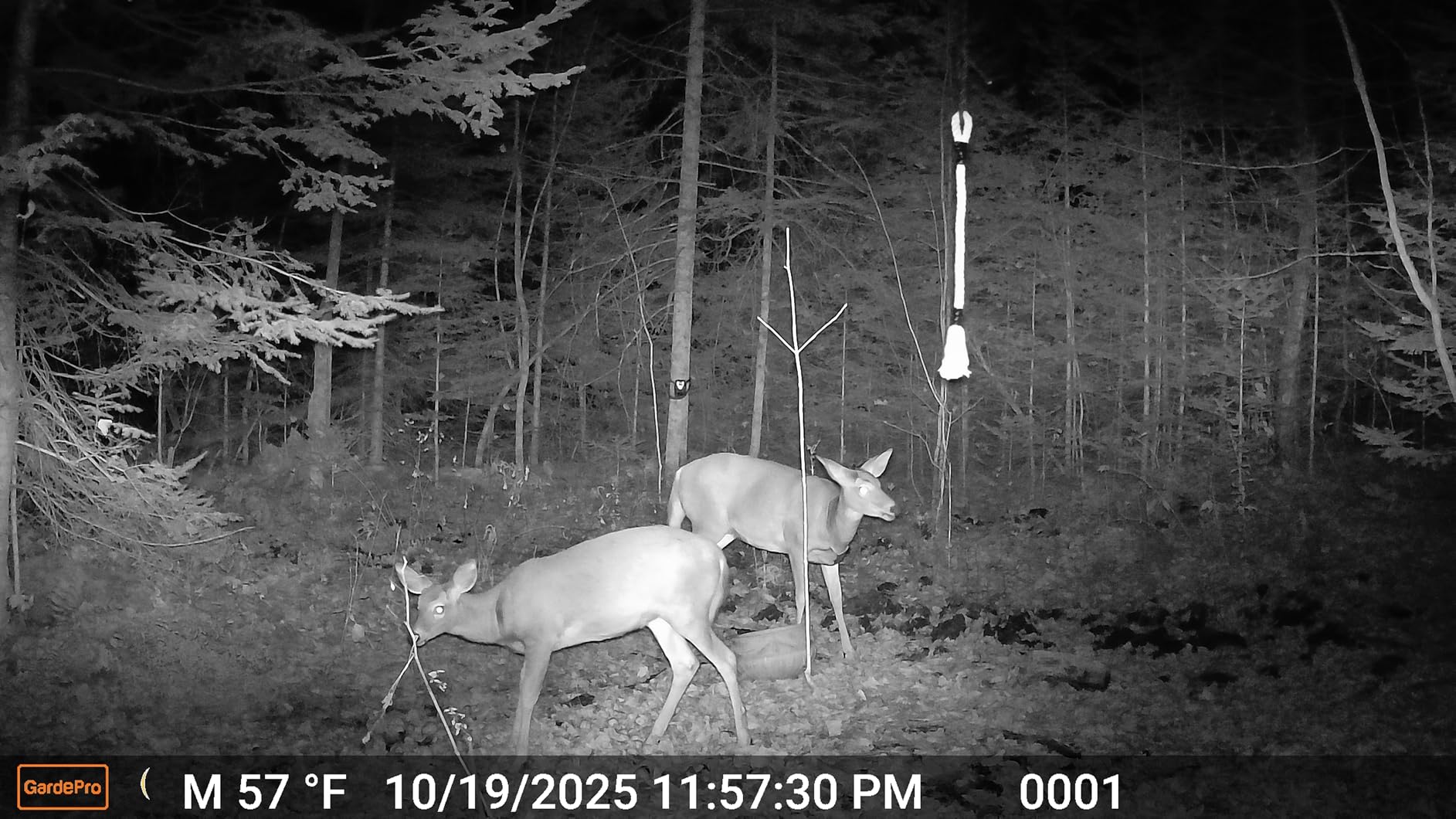 GardePro A50 Trail Camera, 4K 64MP, New-Gen Image Technology, Ultra-Low Light Sensitivity Sensor, Night Vision, Motion Activated - Customer Photo 2