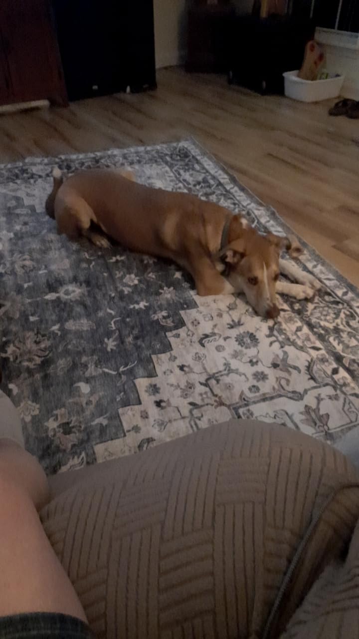 AMADA HOMEFURNISHING 8x10 Washable Area Rug, Low-Profile Large Area Rug with Non-Slip Backing & Durable Edge Binding, Vintage Large Rugs for Living Room, Bedroom, Dinning Room Customer Review AMADA HOMEFURNISHING 8x10 Washable Area Rug, Low-Profile Large Area Rug with Non-Slip Backing & Durable Edge Binding, Vintage Large Rugs for Living Room, Bedroom, Dinning Room - Customer Photo 1