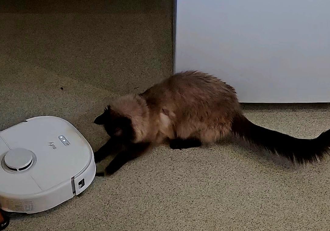 eufy X10 Pro Omni Robot Vacuum and Mop Combo, Incredible Suction, Dual Mops with 12 mm Auto-Lift and Carpet Detection, AI Obstacle Avoidance, Auto Mop Washing&Drying, Self-Emptying, White - Customer Photo 3