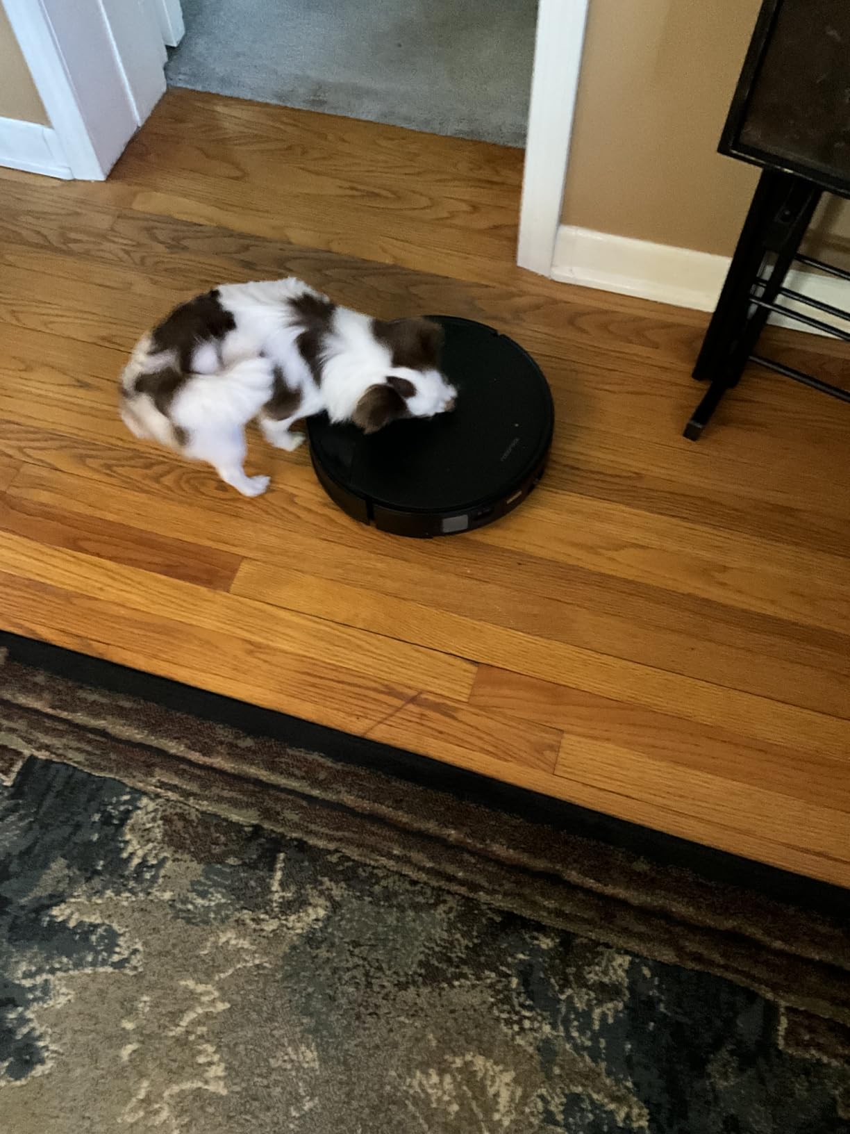 roborock Saros 10R Robot Vacuum and Mop, 22,000 Pa Suction, Zero-Tangling, 3.14'' Ultra Slim, FlexiArm Riser Technology for Carpet & Floor, Corner & Edge Cleaning, Self-Emptying, Hot Air Drying, Black - Customer Photo 1