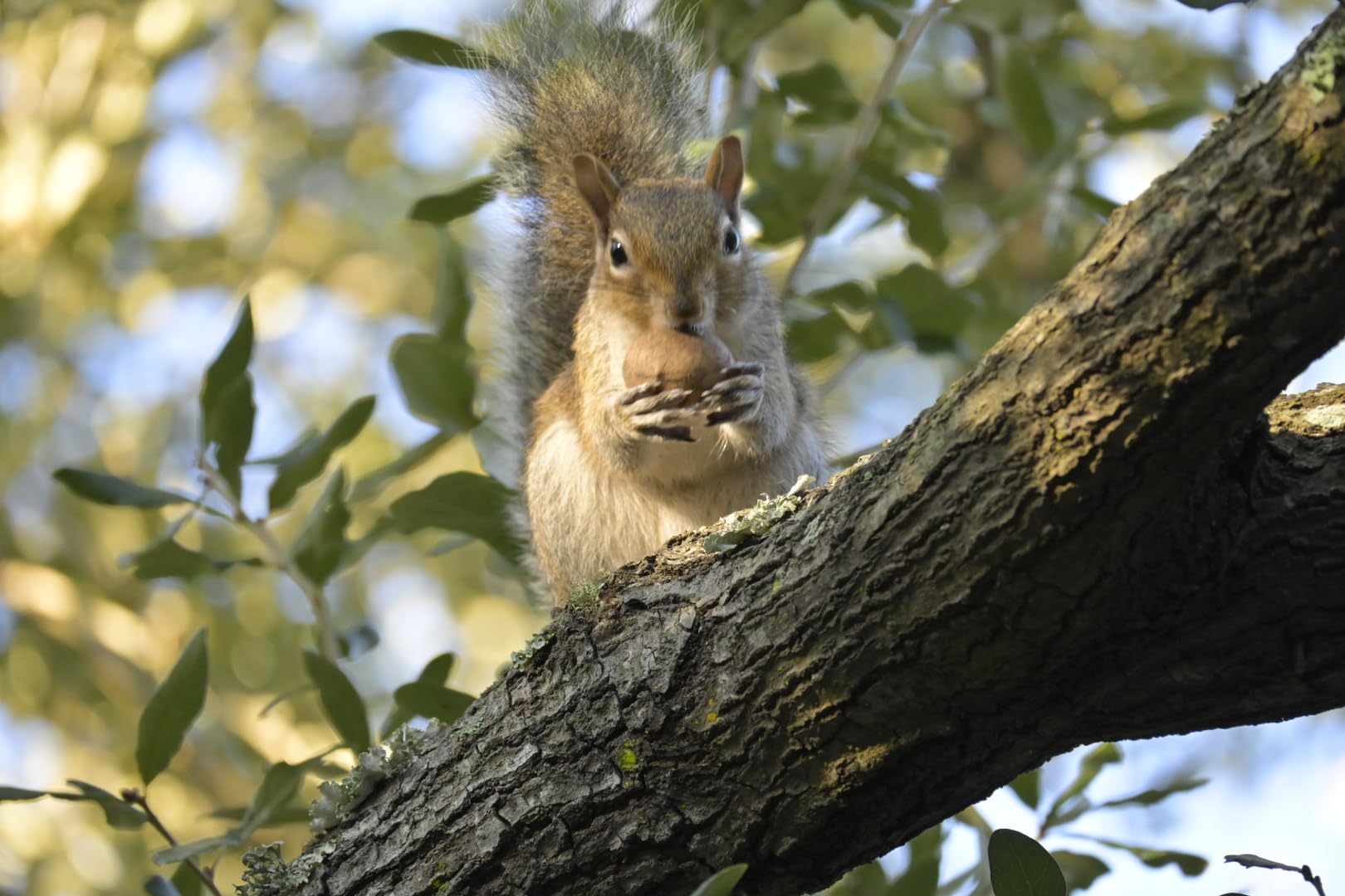 Nikon Z50 II with Two Lenses | Compact mirrorless Stills/Video Camera with Easy Color presets and Wireless Photo Sharing | Nikon USA Model Customer Review Nikon Z50 II with Two Lenses | Compact mirrorless Stills/Video Camera with Easy Color presets and Wireless Photo Sharing | Nikon USA Model - Customer Photo 1