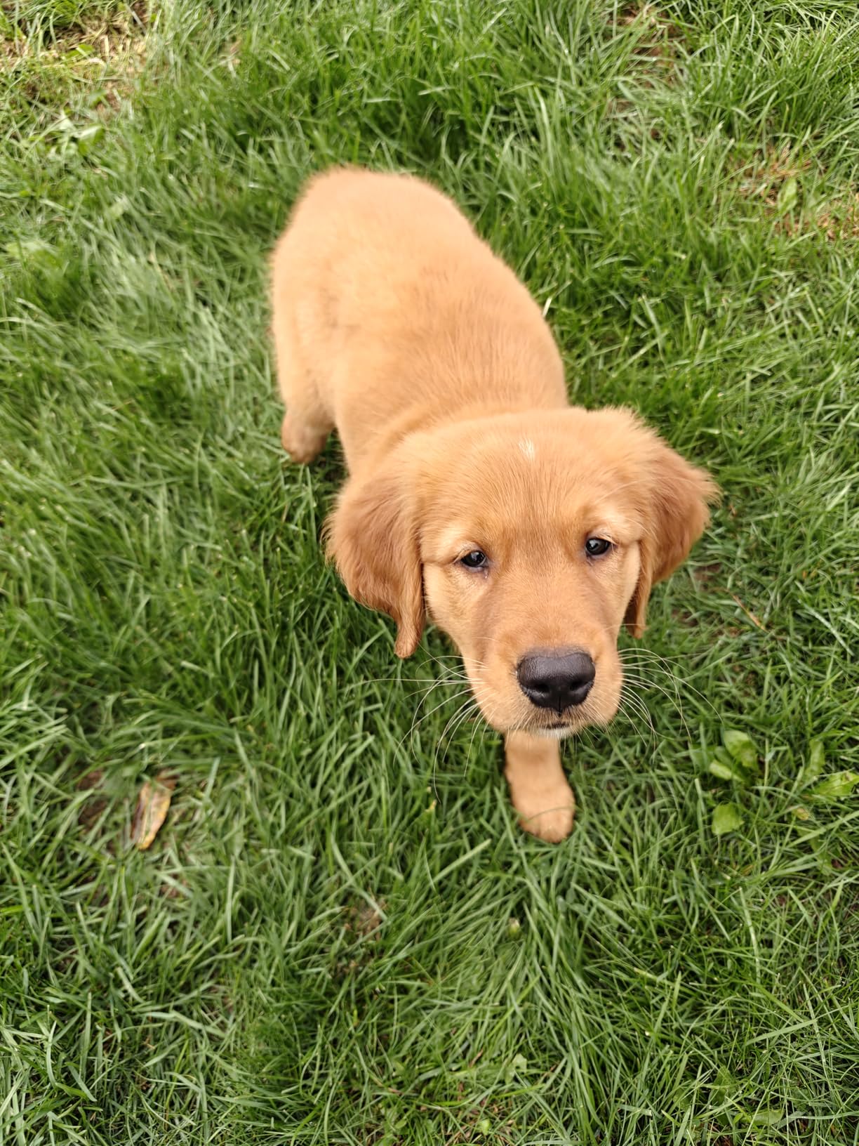 OnePlus 13, 16GB RAM + 512GB Storage, Dual-SIM, Unlocked Android Smartphone, Snapdragon 8 Elite, 80W SUPERVOOC Fast Charging and 50W AIRVOOC Charging, Advanced Hasselblad Camera, 2025, Black Eclipse Customer Review OnePlus 13, 16GB RAM + 512GB Storage, Dual-SIM, Unlocked Android Smartphone, Snapdragon 8 Elite, 80W SUPERVOOC Fast Charging and 50W AIRVOOC Charging, Advanced Hasselblad Camera, 2025, Black Eclipse - Customer Photo 1