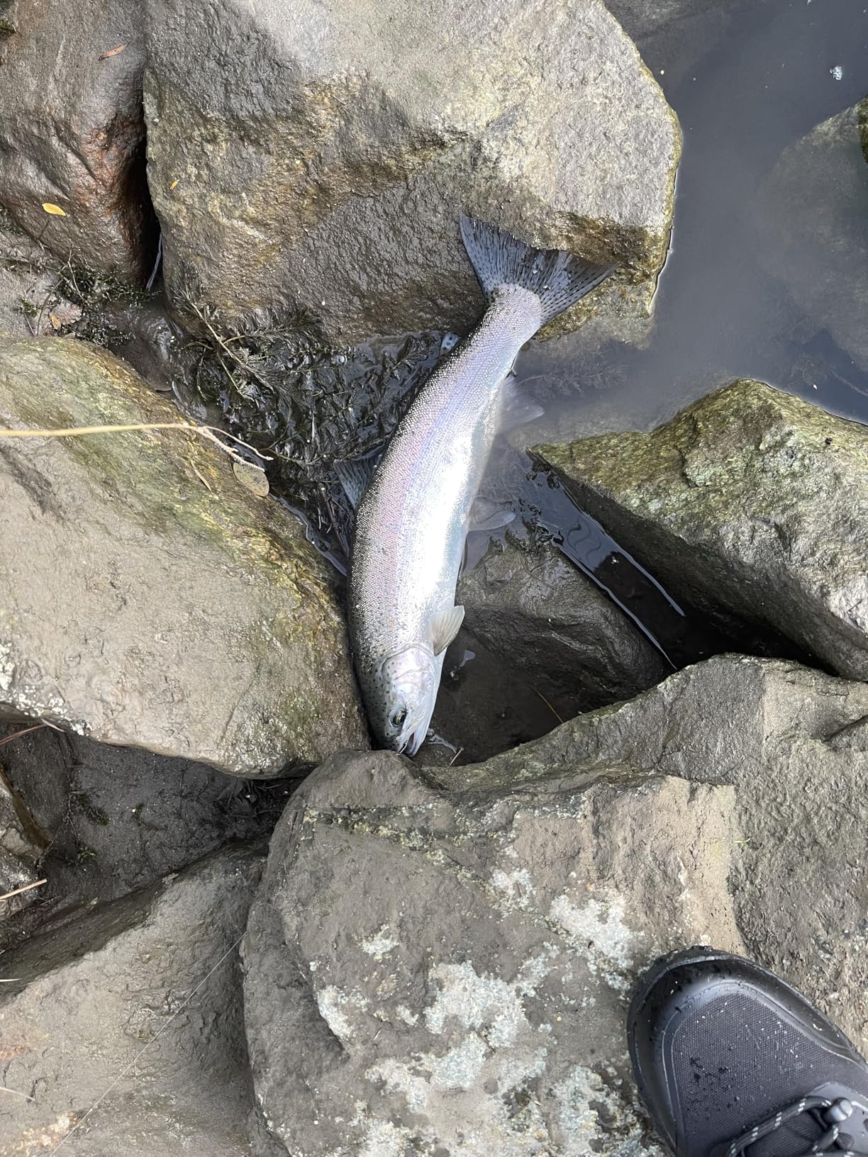 NORTIV 8 Men's Lightweight Hiking Boots Waterproof Breathable Outdoor Trekking Camping Ankle Boots Fern Customer Review NORTIV 8 Men's Lightweight Hiking Boots Waterproof Breathable Outdoor Trekking Camping Ankle Boots Fern - Customer Photo 2