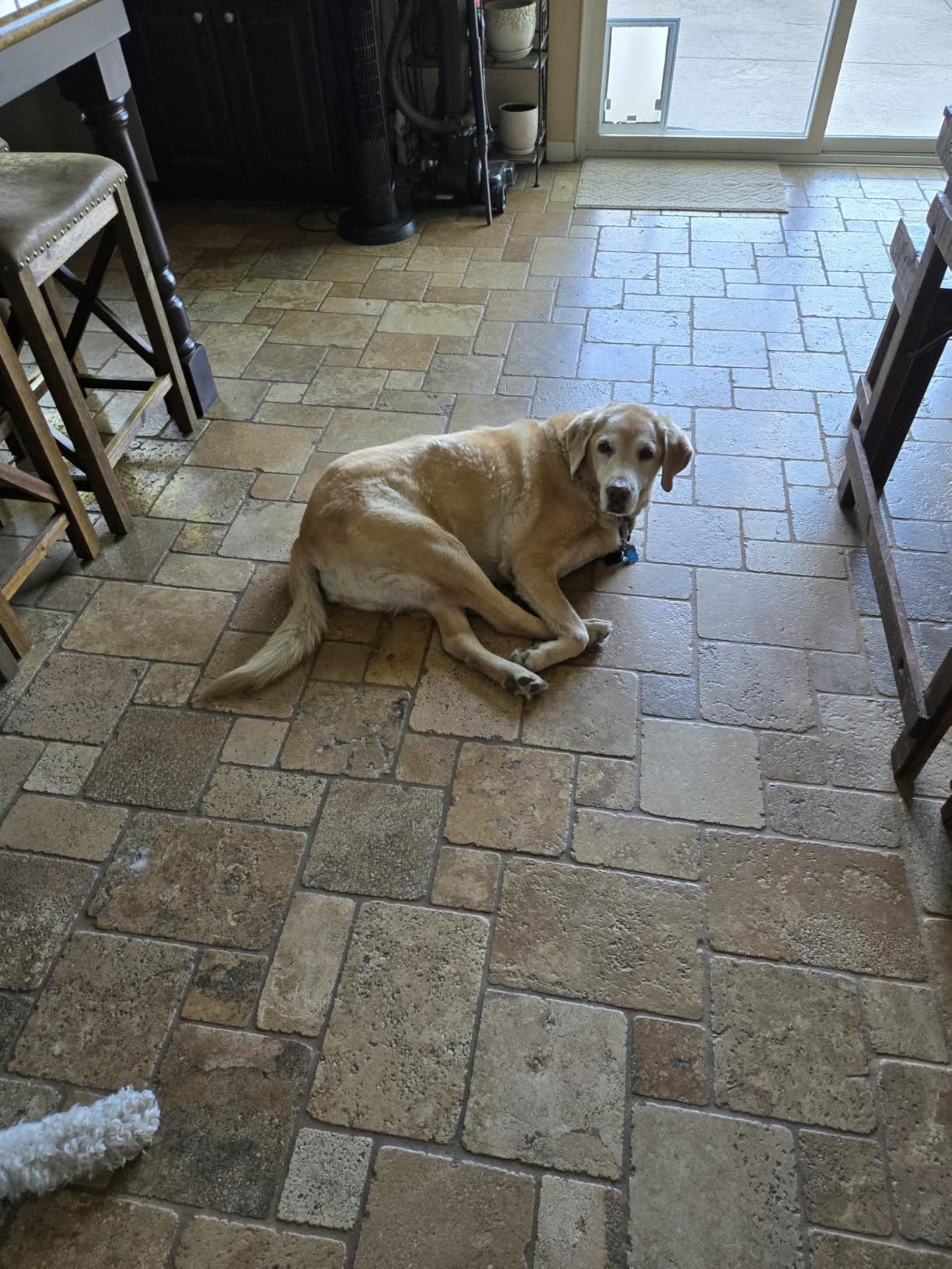 Automatic Dog Feeder Large Breed with Camera - 12L/50 Cups 5G WiFi App Control Dog Food Dispenser, Easy Setup, HD 1080P Video with Night Vision by Yakry - Customer Photo 5