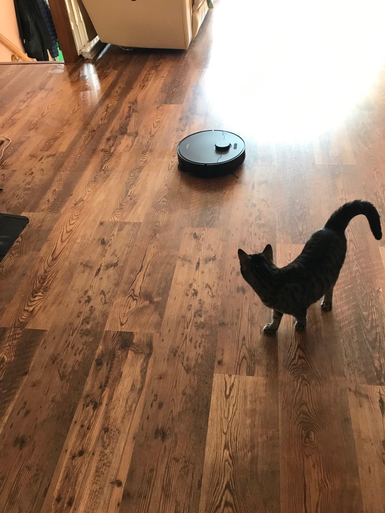 DREAME C20 Plus Robot Vacuum, 90 Days Self-Emptying Robot Vacuum and Mop Combo, 6000Pa Suction Robotic Vacuum, LiDAR Navigation, APP/Voice Control, Robot Vacuum Cleaner for Pet Hair/Carpet/Hard Floor - Customer Photo 2