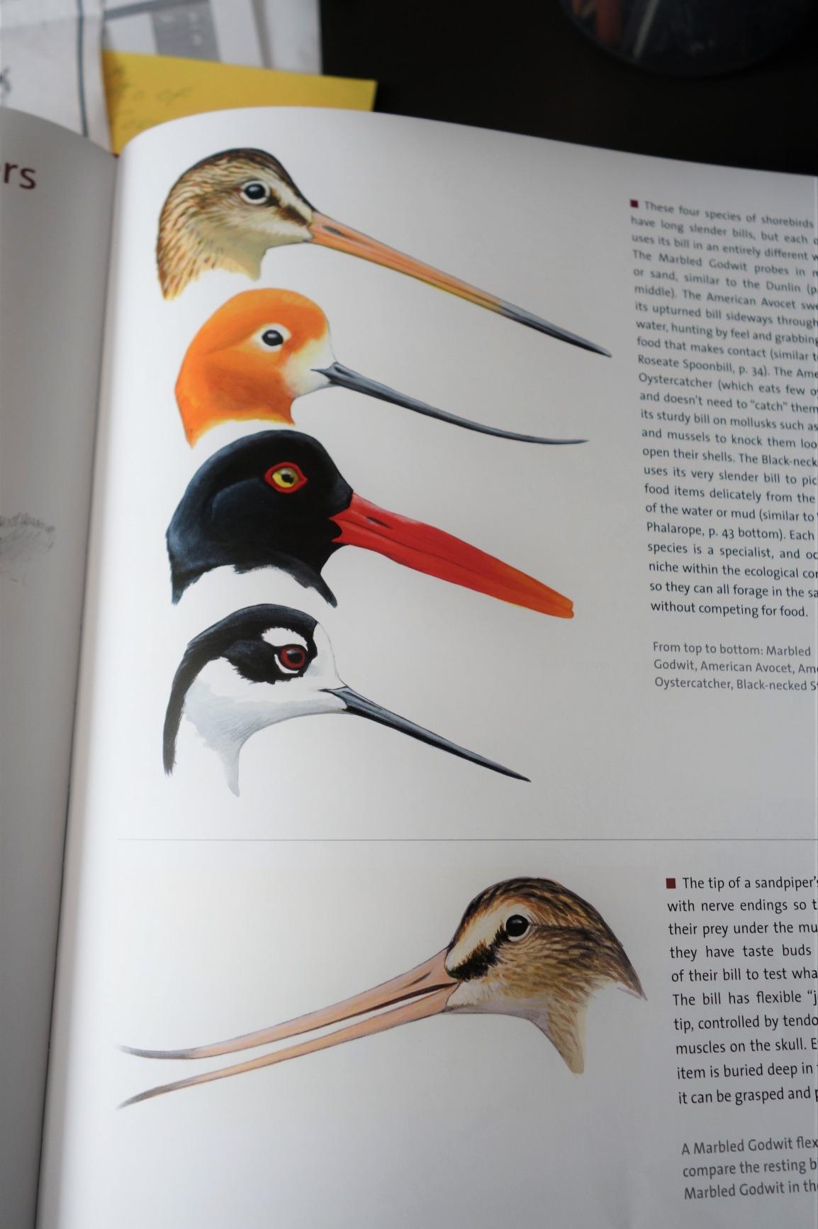 What It's Like to Be a Bird: From Flying to Nesting, Eating to Singing--What Birds Are Doing, and Why (Sibley Guides) - Customer Photo 2