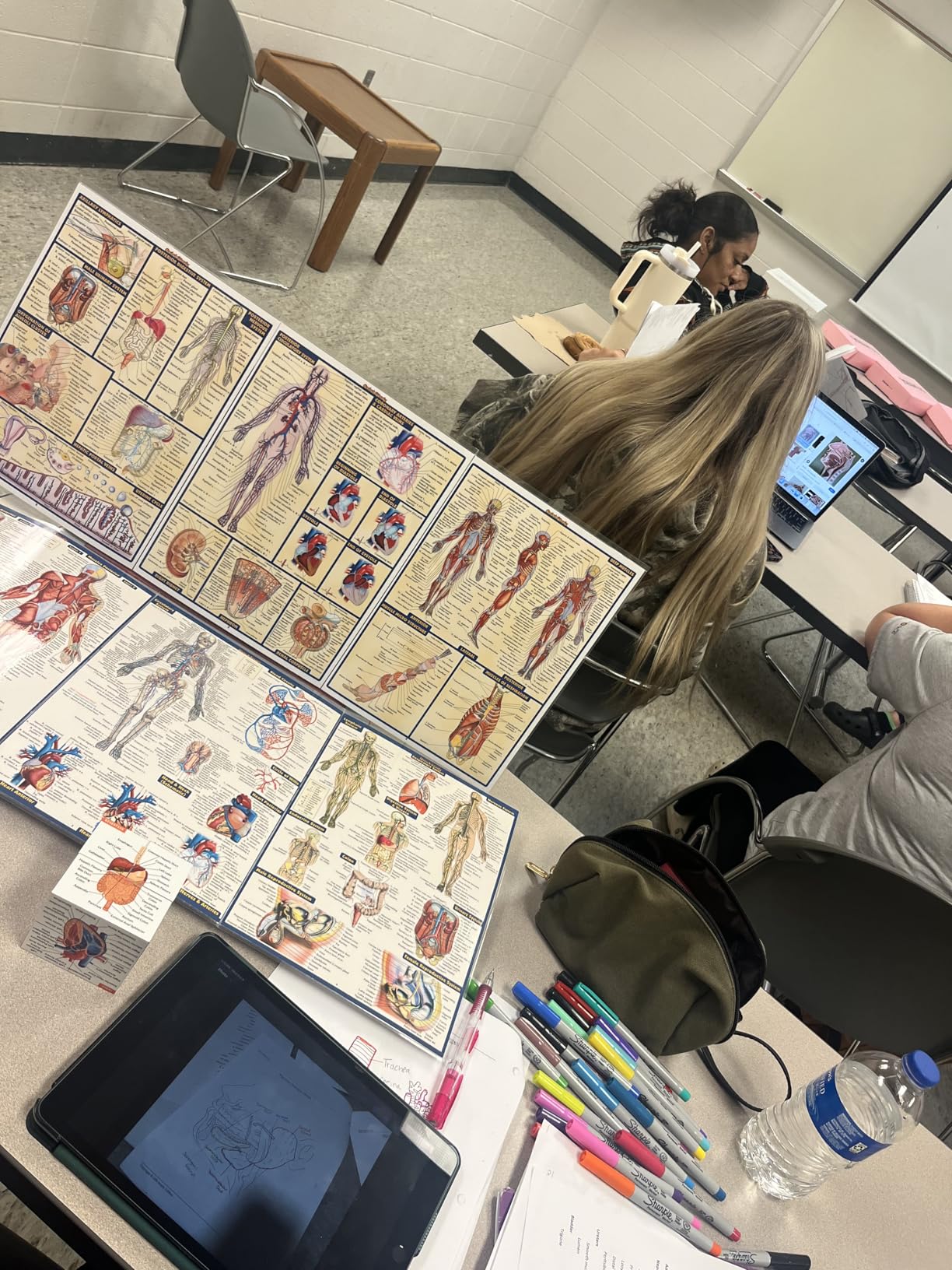 Anatomy QuickStudy Laminated Reference Guide (QuickStudy Academic) - Customer Photo 1