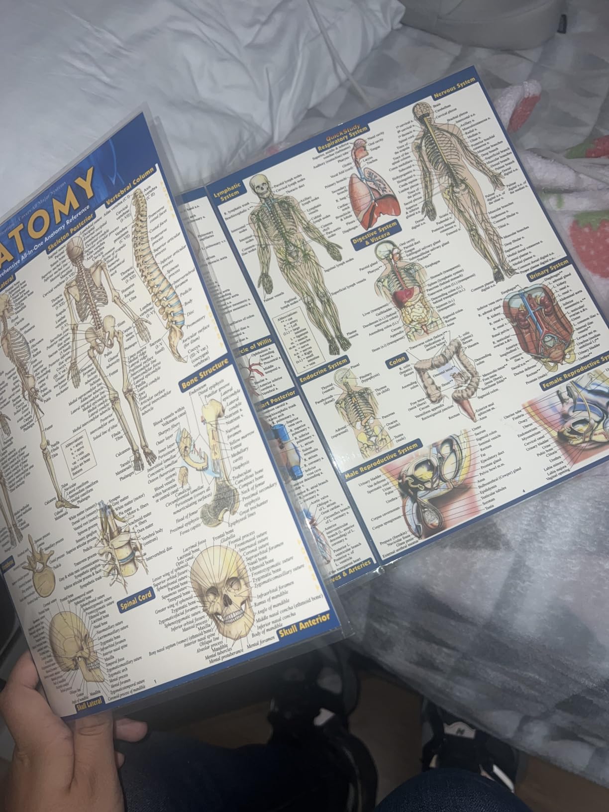 Anatomy QuickStudy Laminated Reference Guide (QuickStudy Academic) - Customer Photo 2