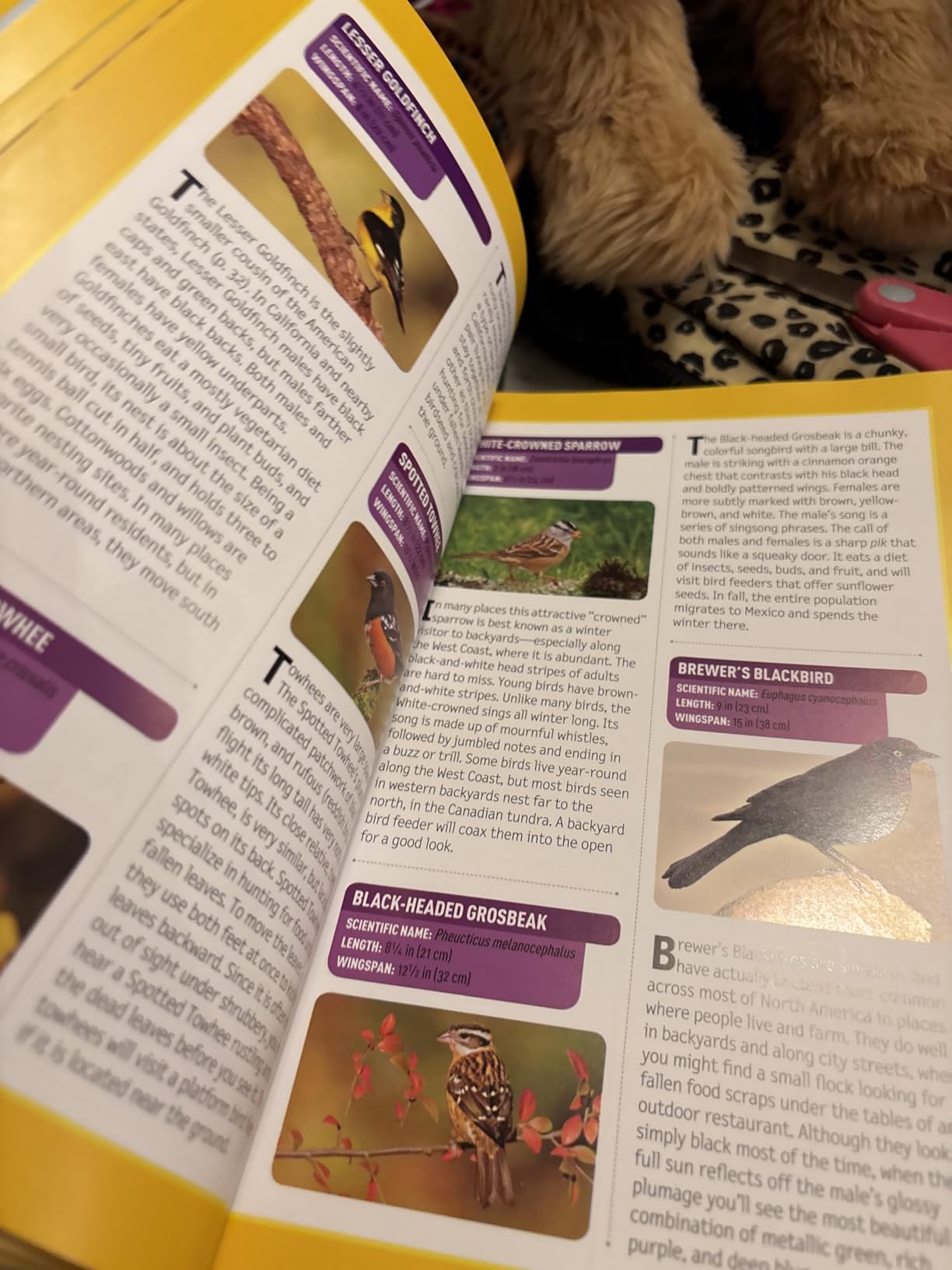 National Geographic Kids Bird Guide of North America, Second Edition Customer Review National Geographic Kids Bird Guide of North America, Second Edition - Customer Photo 1