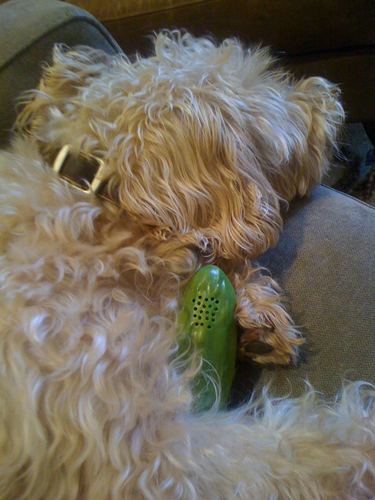 Archie McPhee Yodeling Pickle: A Musical Toy, Fun for All Ages, Great Gift, Hours of Mindless Entertainment, Multi-colored Customer Review Archie McPhee Yodeling Pickle: A Musical Toy, Fun for All Ages, Great Gift, Hours of Mindless Entertainment, Multi-colored - Customer Photo 5