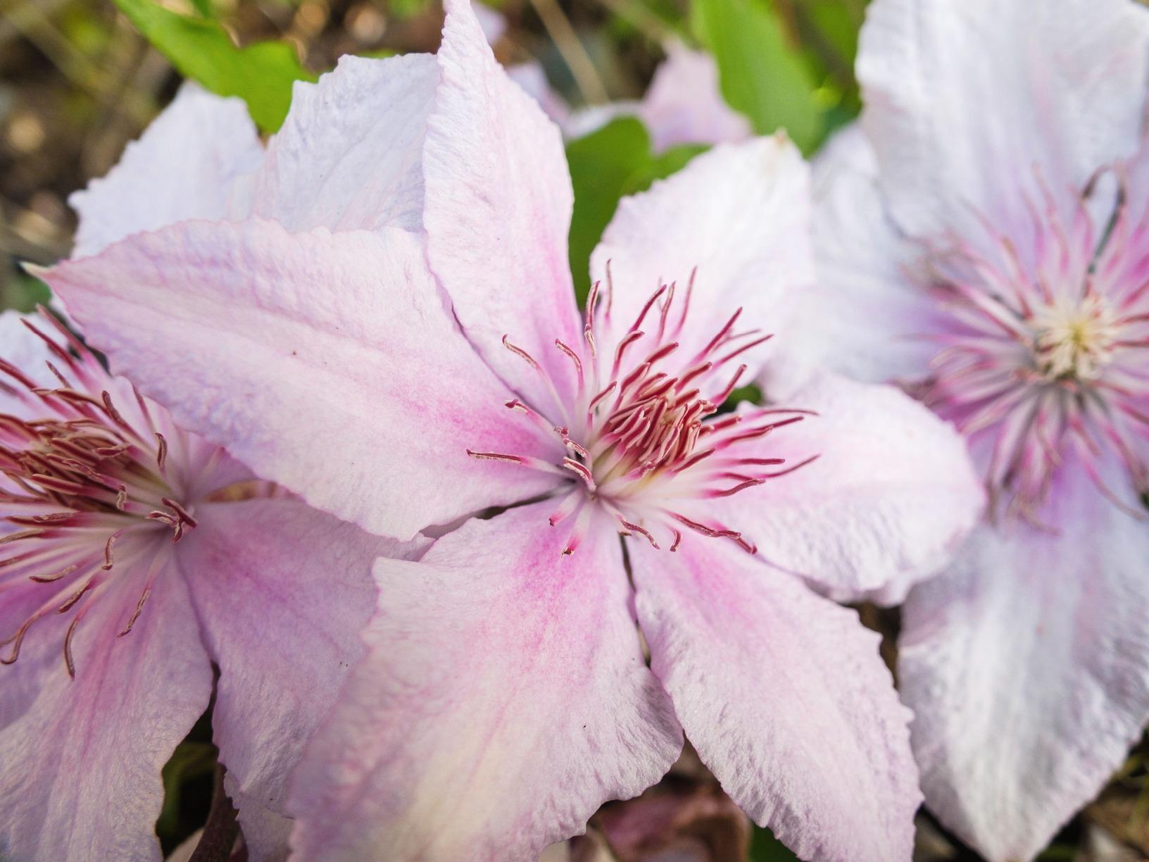 NEEWER 43 Inch/110 Centimeter Light Reflector Diffuser 5 in 1 Collapsible Multi Disc with Bag - Translucent, Silver, Gold, White, and Black for Studio Photography Lighting Outdoor - Customer Photo 1