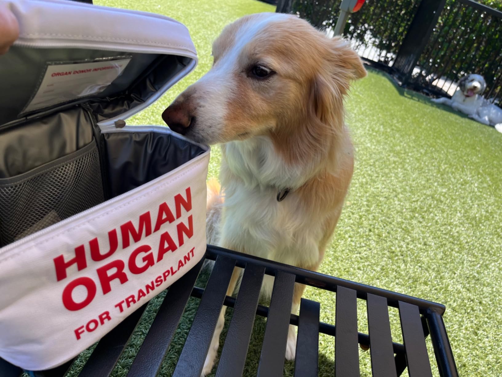 Genuine Fred, E.M.T Insulated Lunch Tote - The Original Emergency Meal Transportation, Waterproof Lined Bag to Store & Transport Meals, Snacks & More- White Elephant Gift - Perfect for Medical Workers Customer Review Genuine Fred, E.M.T Insulated Lunch Tote - The Original Emergency Meal Transportation, Waterproof Lined Bag to Store & Transport Meals, Snacks & More- White Elephant Gift - Perfect for Medical Workers - Customer Photo 1