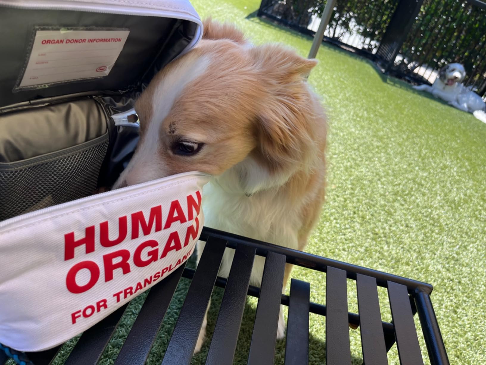 Genuine Fred, E.M.T Insulated Lunch Tote - The Original Emergency Meal Transportation, Waterproof Lined Bag to Store & Transport Meals, Snacks & More- White Elephant Gift - Perfect for Medical Workers Customer Review Genuine Fred, E.M.T Insulated Lunch Tote - The Original Emergency Meal Transportation, Waterproof Lined Bag to Store & Transport Meals, Snacks & More- White Elephant Gift - Perfect for Medical Workers - Customer Photo 2