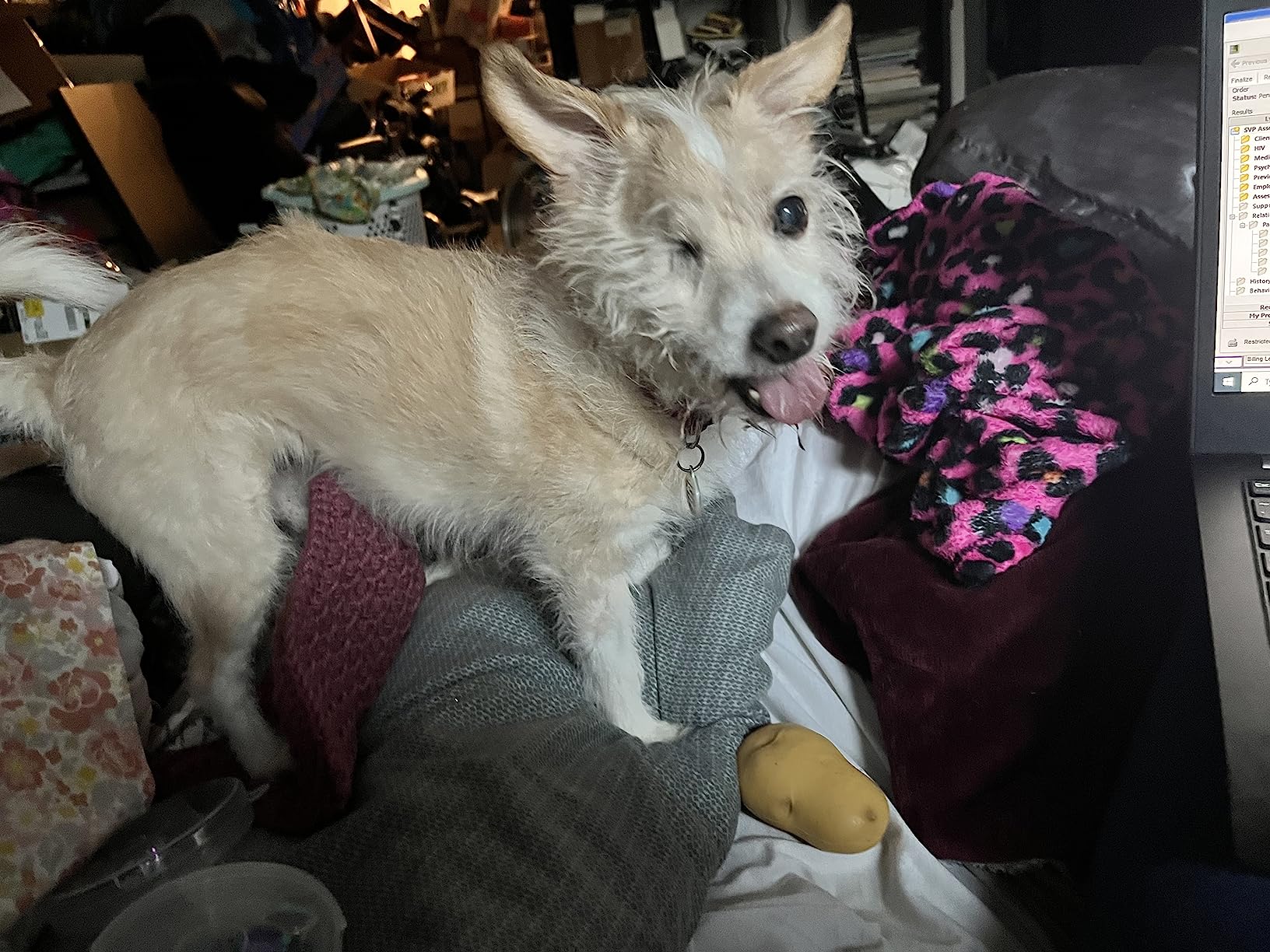 Alpi Potato Squishy Toys – Soft Squeeze Toys for Kids and Adults – Realistic Fake Food Stress Ball, a Funny Gift Idea for Home or Office - Customer Photo 1