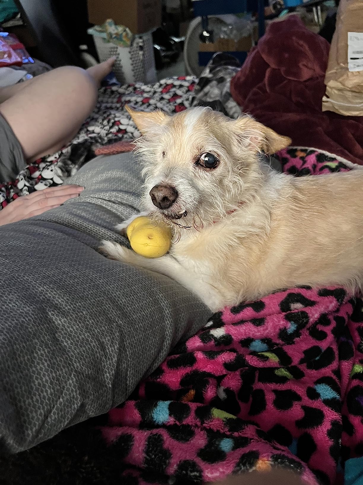 Alpi Potato Squishy Toys – Soft Squeeze Toys for Kids and Adults – Realistic Fake Food Stress Ball, a Funny Gift Idea for Home or Office - Customer Photo 2