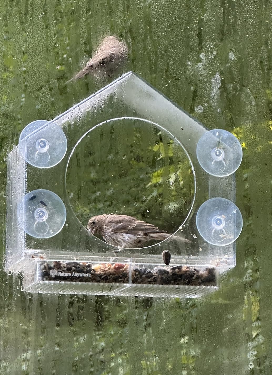 Nature Anywhere Window Bird Feeder - Transparent Acrylic Bird Feeders for Outdoors - Enhanced Suction Grip, Bird Watching for Cats, Easy-to-Clean, Outdoor Birdhouse Feeder (1 Unit) - Customer Photo 2