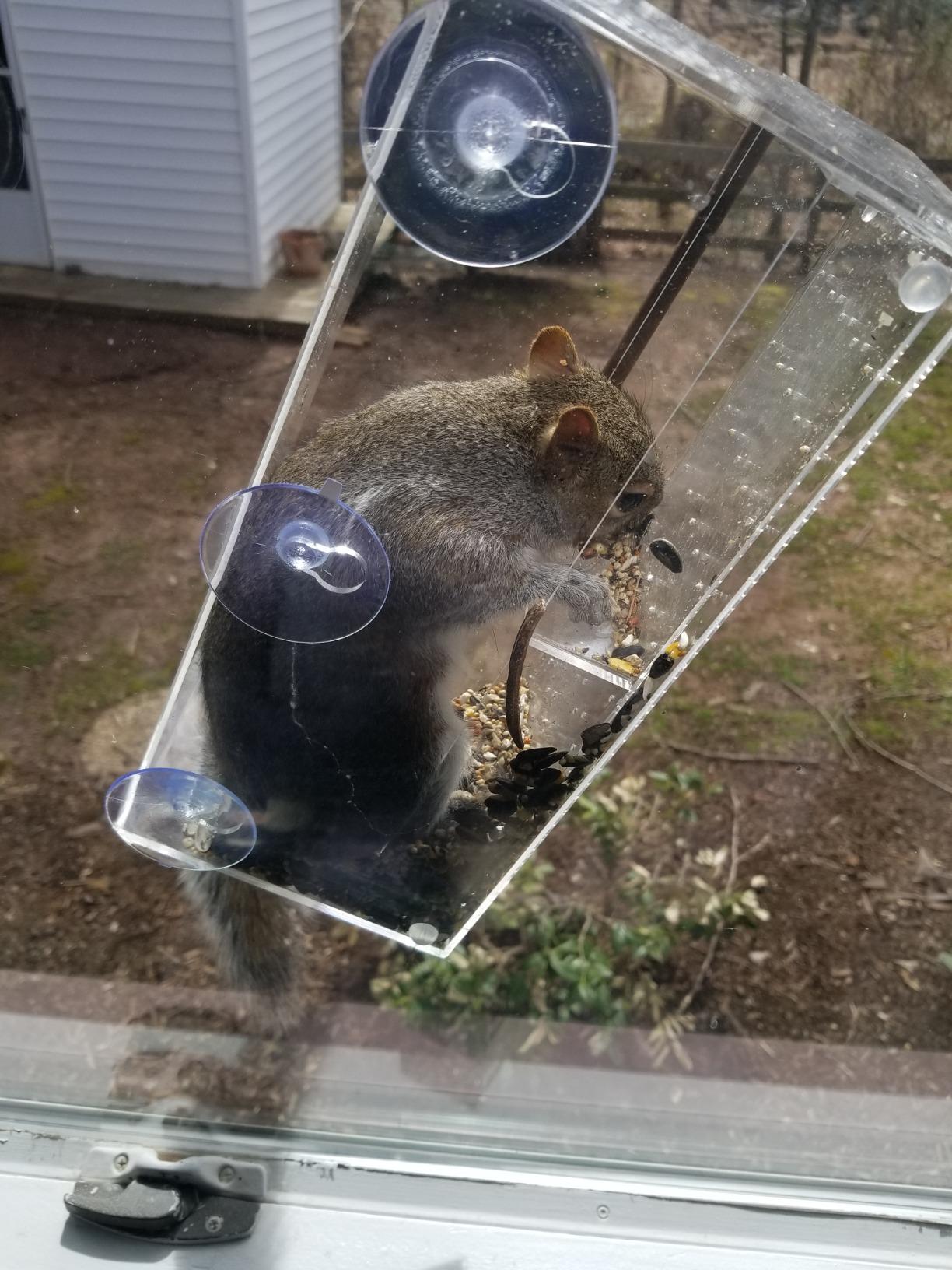 Window Bird Feeder by Nature's Hangout - Award-Winning Transparent Acrylic Bird Feeders for Outdoors, No Assembly, Strongest Suction Cups, Birds Watching for Cats, Easy-to-Clean Birdhouse Feeder - Customer Photo 1