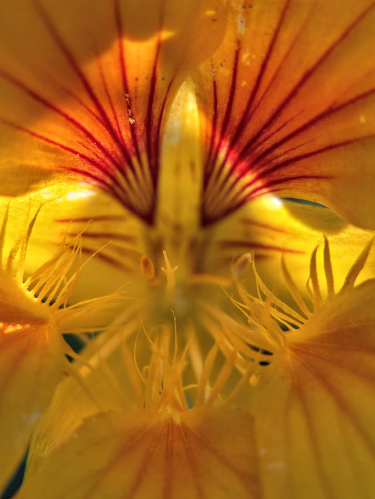 Pro Lens Kit for iPhone and Android, Macro and Wide Angle Lens with LED Light and Travel Case Black - Customer Photo 2