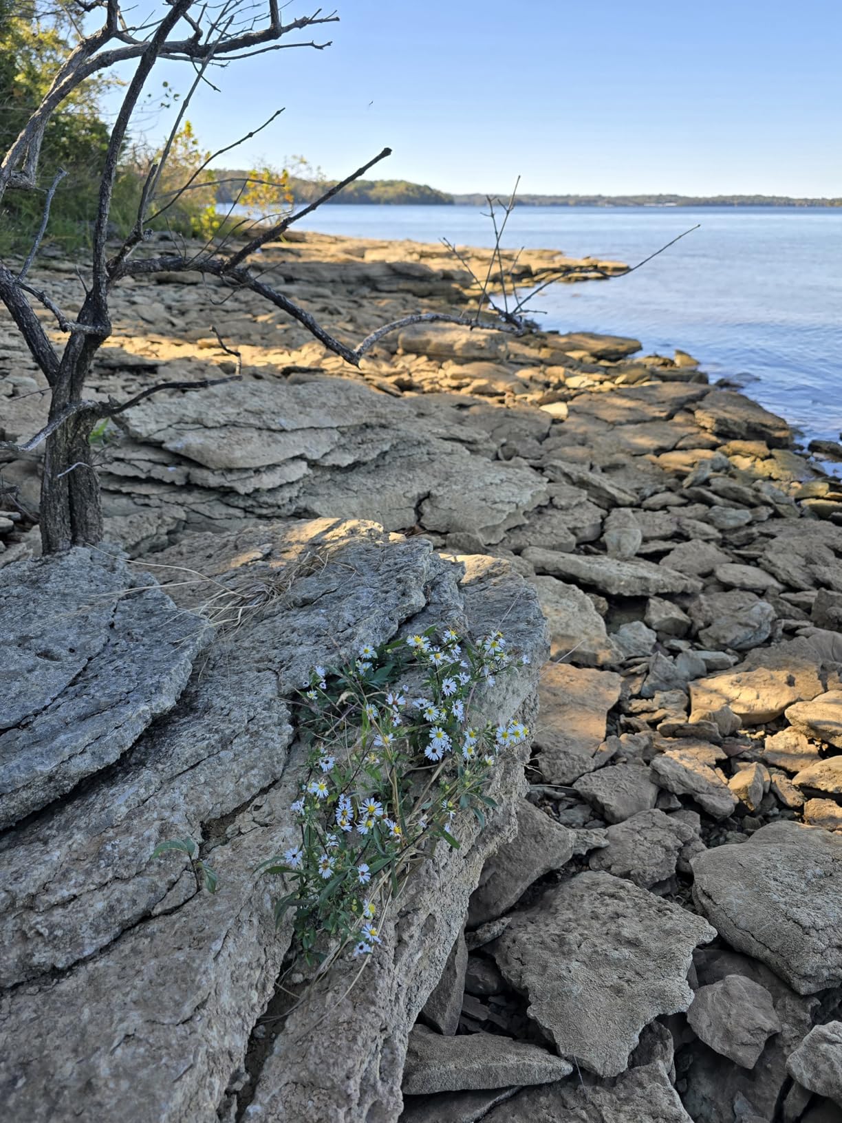 TrailBuddy Trekking Poles – Lightweight 7075 Aluminum Hiking Poles for Women, Men & Seniors – Collapsible Walking Sticks for Travel, Trails & Balance - Customer Photo 2