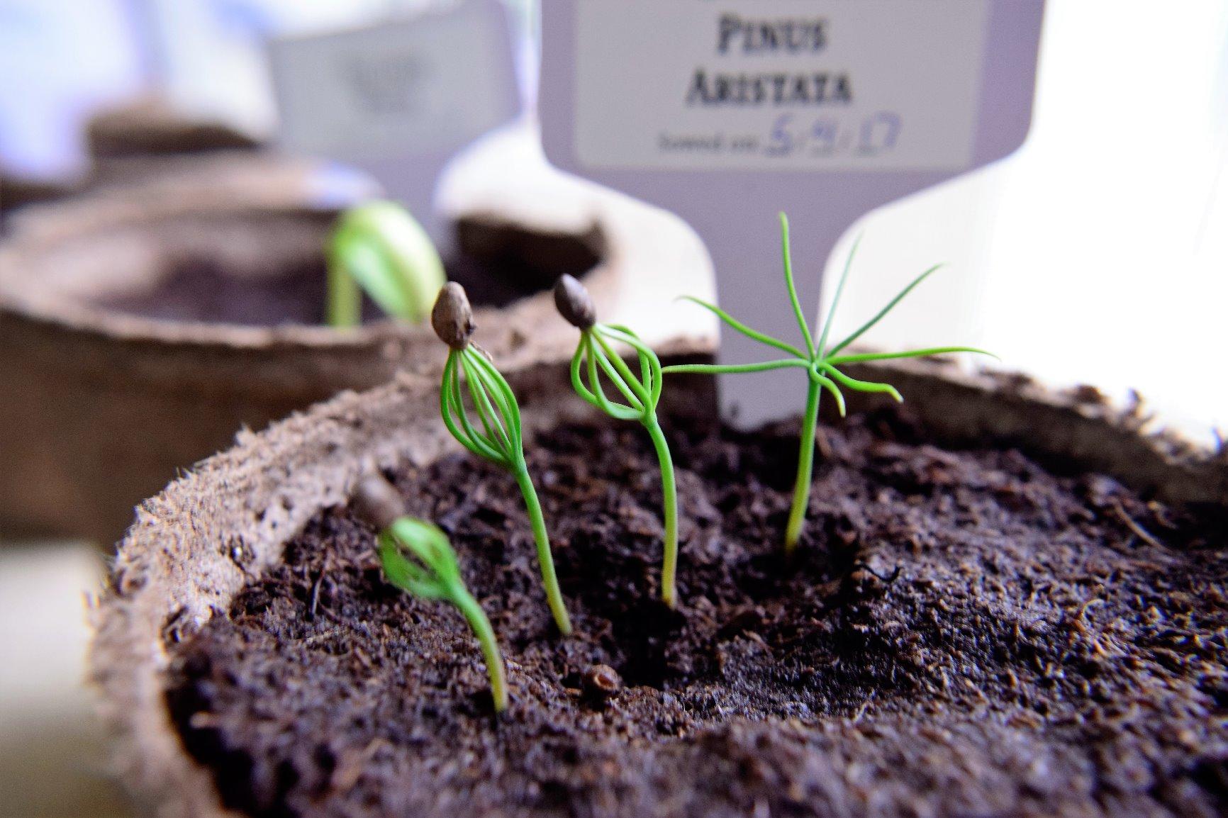 Bonsai Starter Kit - Gardening Easter Gift for Women & Men - Bonsai Tree Growing Garden Crafts Hobby Kits for Adults, Unique DIY Hobbies for Plant Lovers - Unusual Christmas Gifts Ideas - Customer Photo 1