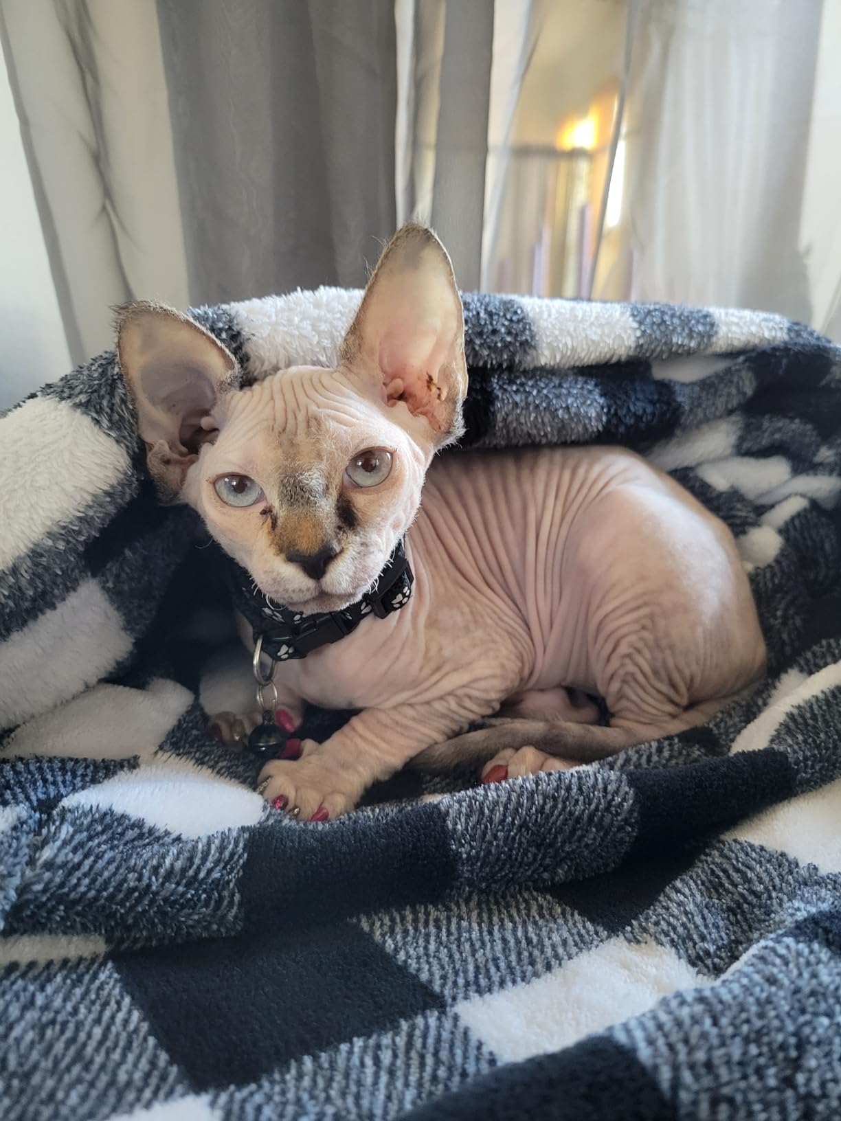 PAVILIA Wearable Blanket with Sleeves for Adult Women Men, Cozy Fleece Warm Wrap Throw with Arms, Gifts for Christmas, Wife - Customer Photo 2