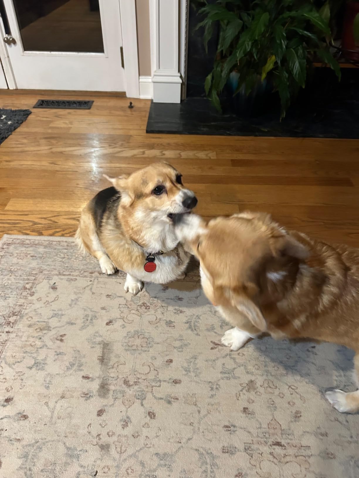 Creative Corgi Pen Pencil Brush Holder Pot Stylish Storage Container Desk Accessories Organizer Decoration Succulent Plant Pot Office School Gift - Customer Photo 1