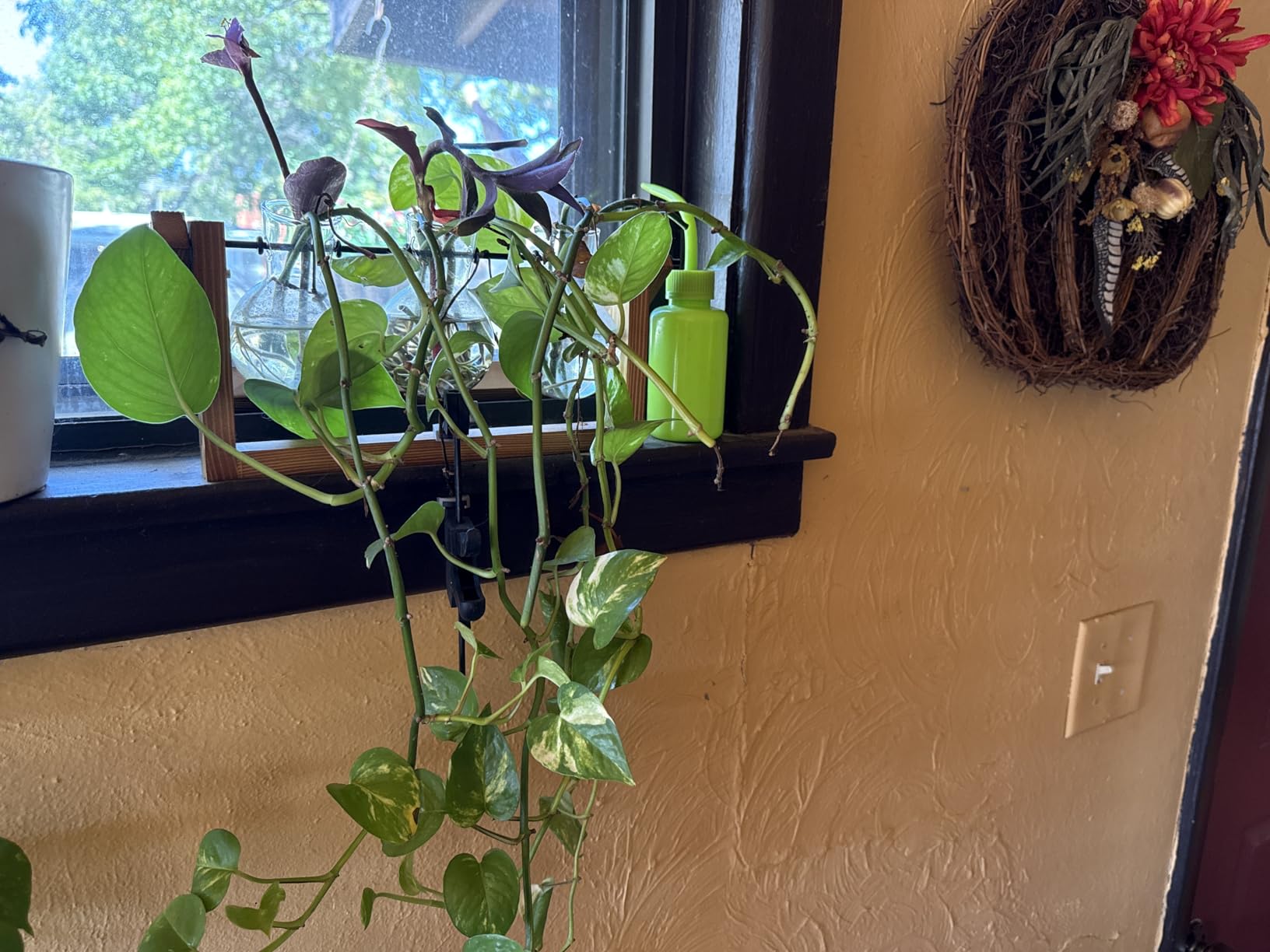 XXXFLOWER Plant Terrarium with Wooden Stand, Air Planter Bulb Glass Vase Metal Swivel Holder Retro Tabletop for Hydroponics Home Garden Office Decoration - 3 Bulb Vase - Customer Photo 2