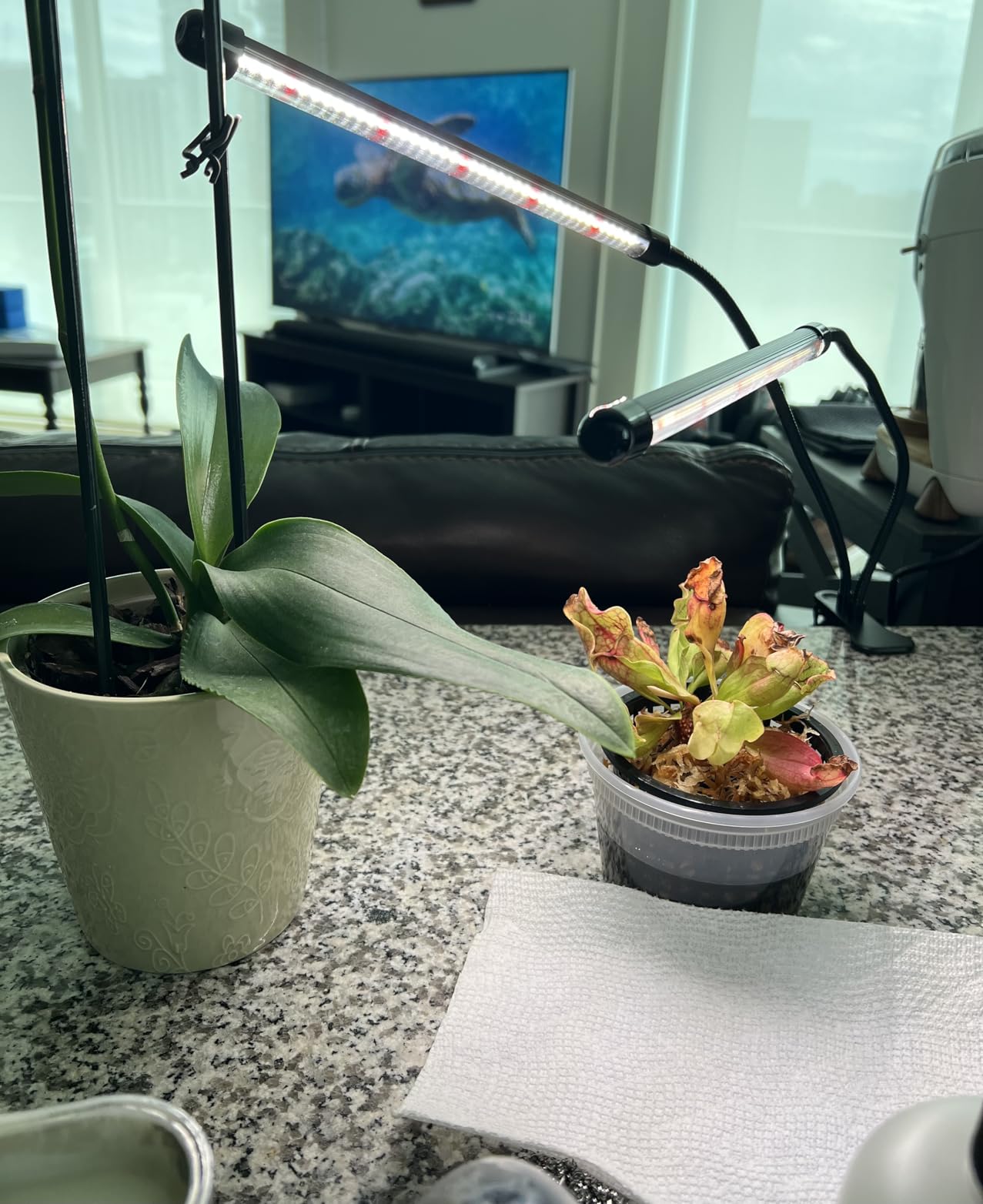 GooingTop LED Grow Light,6000K Full Spectrum Clip Plant Growing Lamp with White Red LEDs for Indoor Plants,5-Level Dimmable,Auto On Off Timing 4 8 12Hrs - Customer Photo 1