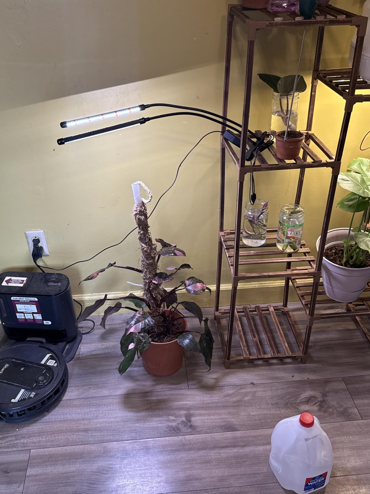 GooingTop LED Grow Light,6000K Full Spectrum Clip Plant Growing Lamp with White Red LEDs for Indoor Plants,5-Level Dimmable,Auto On Off Timing 4 8 12Hrs - Customer Photo 2