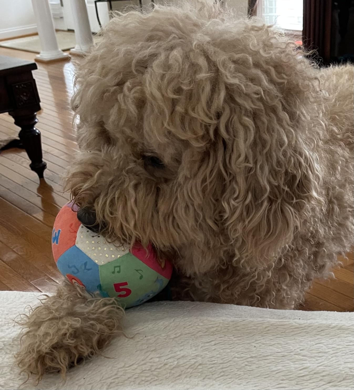 Move2Play, Hilariously Interactive Baby Ball with Music & Sound Effects | First Birthday Gift | Toddler Toy for Boys & Girls | Age 6, 9, 12, 18+ Month | 1, 2+ Year's Old (Baby Ball) - Customer Photo 1