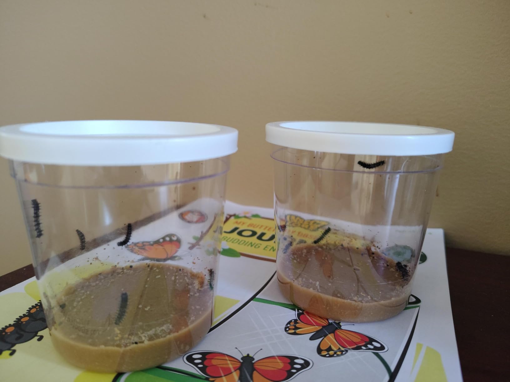Insect Lore Butterfly Garden with 10 Live Baby Caterpillars - Habitat, Feeder, Chrys-A-Lid Holders, STEM Activity Journal - Raise and Release Painted Lady Butterflies - Customer Photo 2