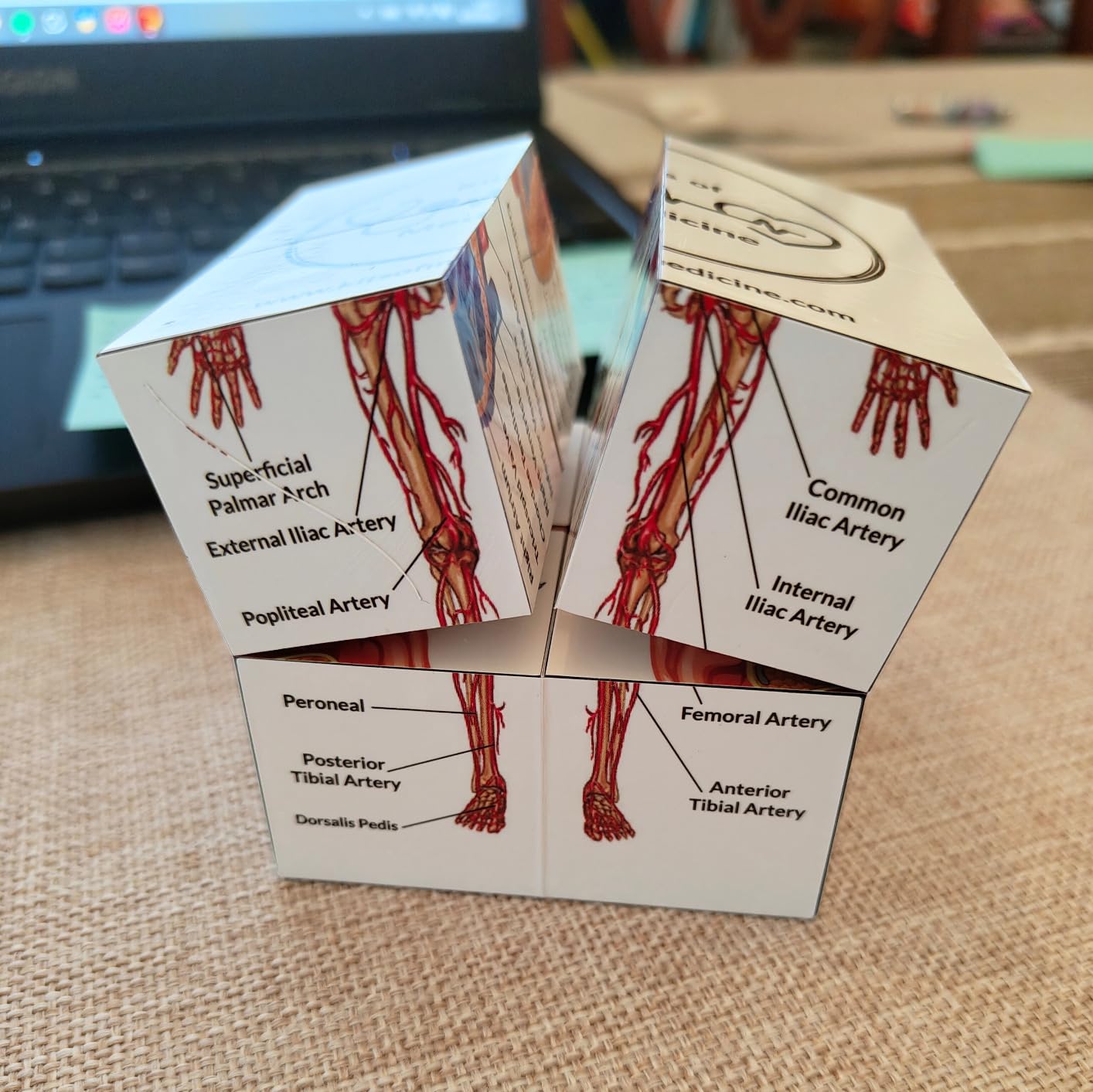 Human Anatomy Study Cube | Study 9 Parts of The Human Body | Perfect Anatomy Revision Guide | Addictive Anatomy Model Cube | Great Gift for Nurse, Dentist, Medical Students - Customer Photo 1