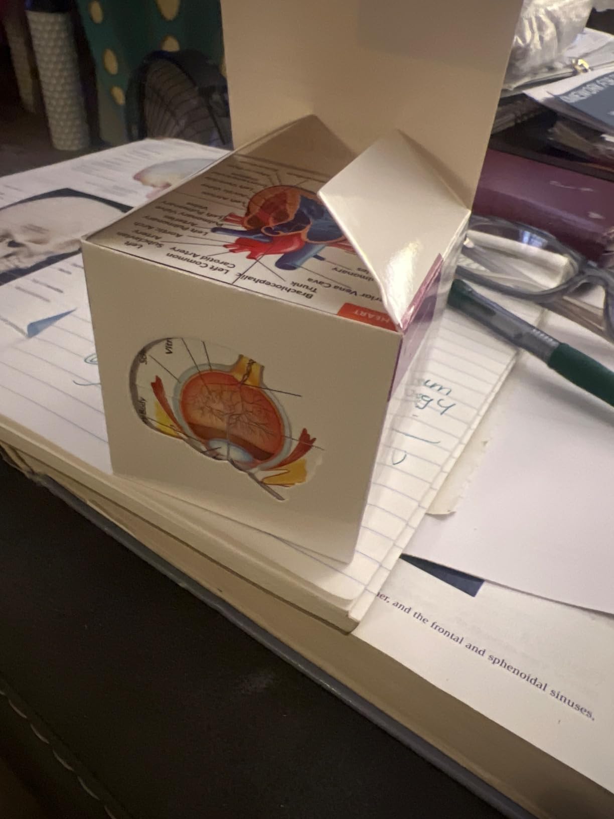 Human Anatomy Study Cube | Study 9 Parts of The Human Body | Perfect Anatomy Revision Guide | Addictive Anatomy Model Cube | Great Gift for Nurse, Dentist, Medical Students - Customer Photo 3