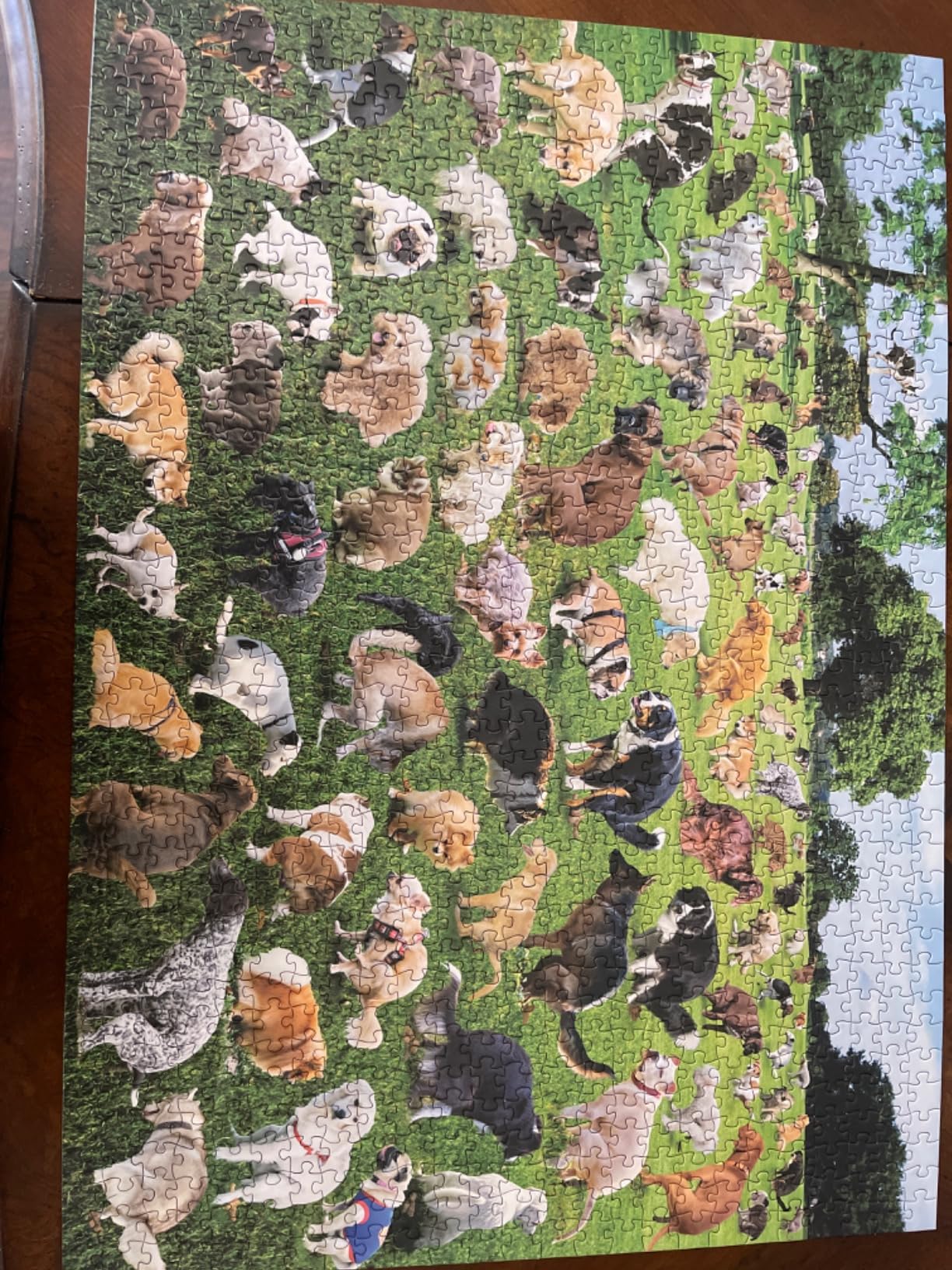 Funwares Original 101 Puppies Puzzle – 1000-Piece Hilarious Dog Jigsaw – Funny Gift for Dog Lovers, White Elephant, and Pet Lovers with a Sense of Humor - Customer Photo 3